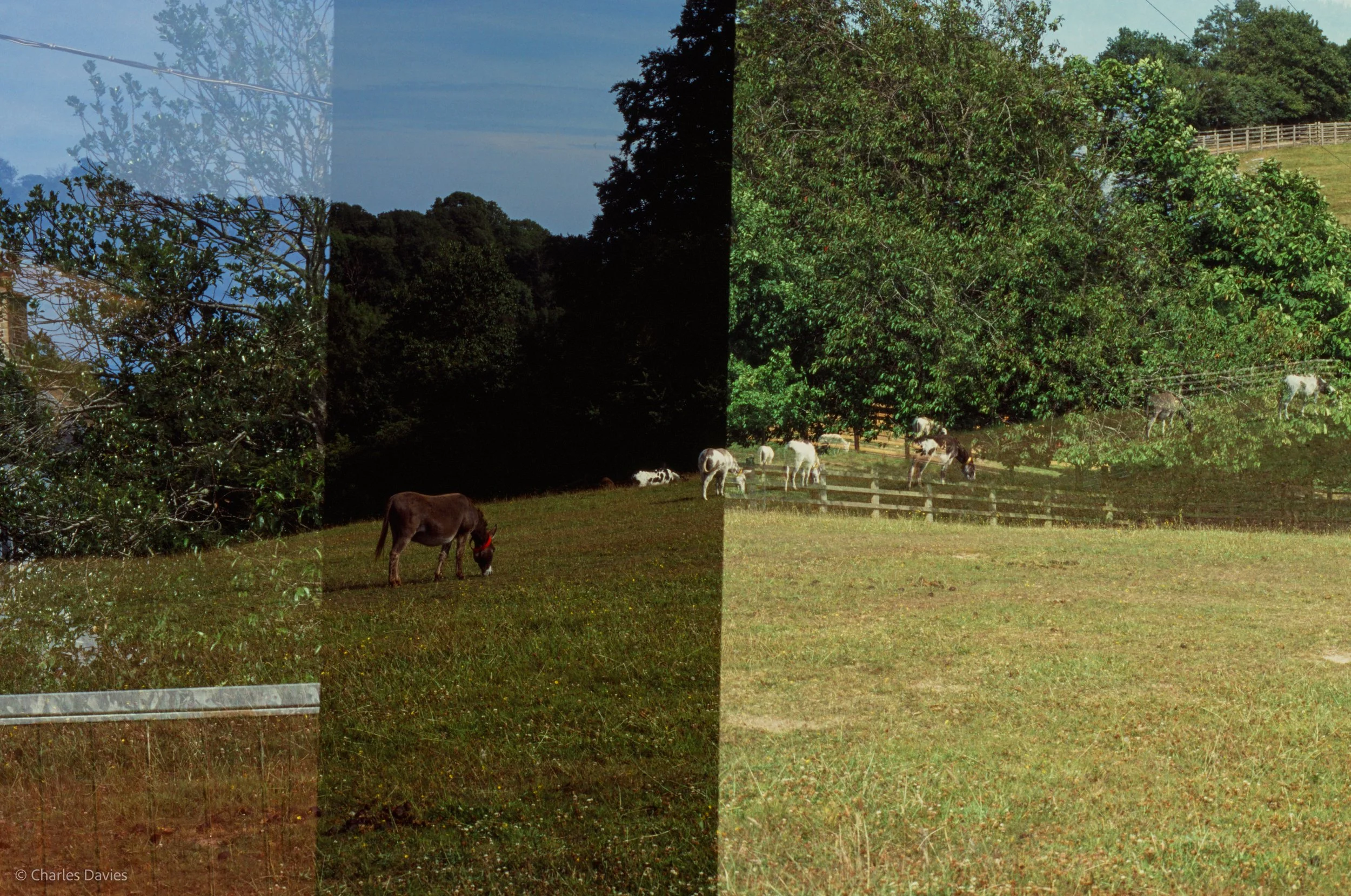 Roll 41 - 2025 - Europe - United Kingdom - The Donkey Sanctuary - Fujifilm Velvia 100 - Contax RTS - 35mm - Film - Colour - Colour Reversal/Slide Film