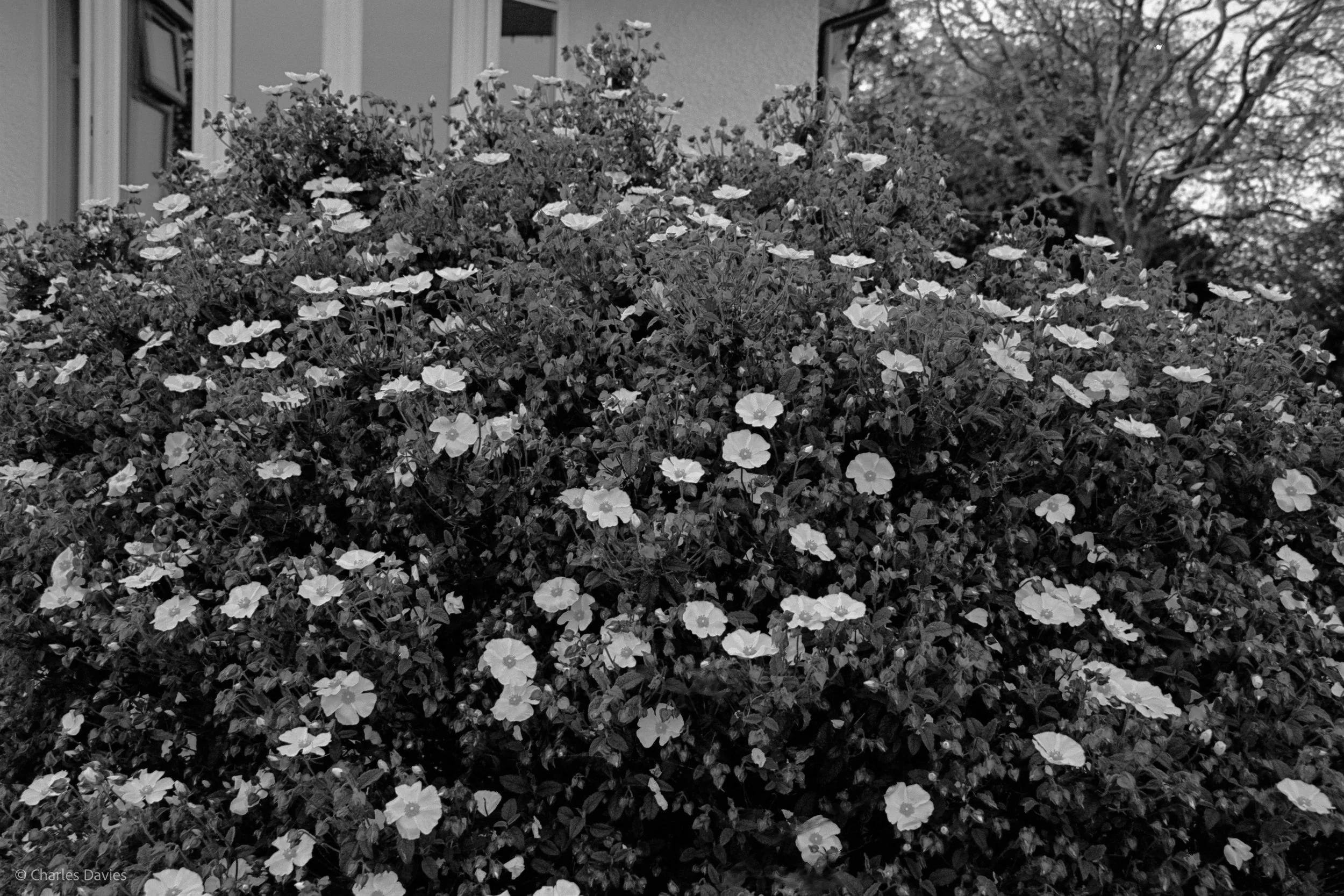 Shot 28 - Shutter Priority - Shute 