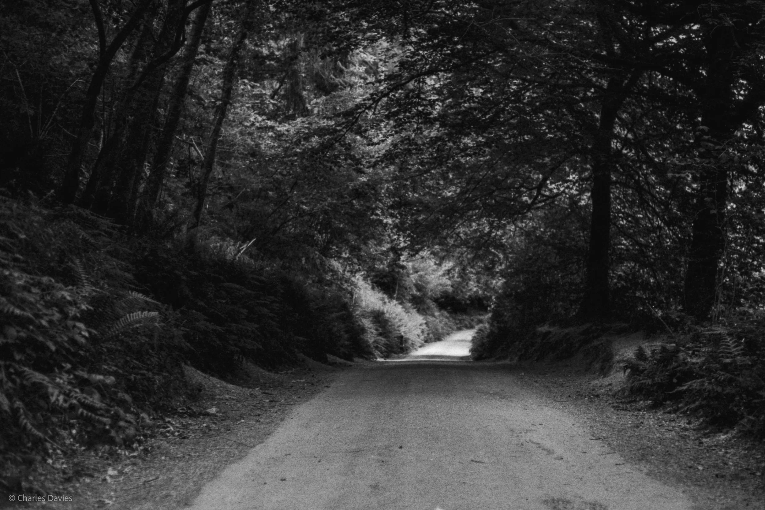 Roll 31 - 2025 - Europe - United Kingdom - Cardinham - Fomapan 400 - Contax RTS - 35mm - Film - B&W
