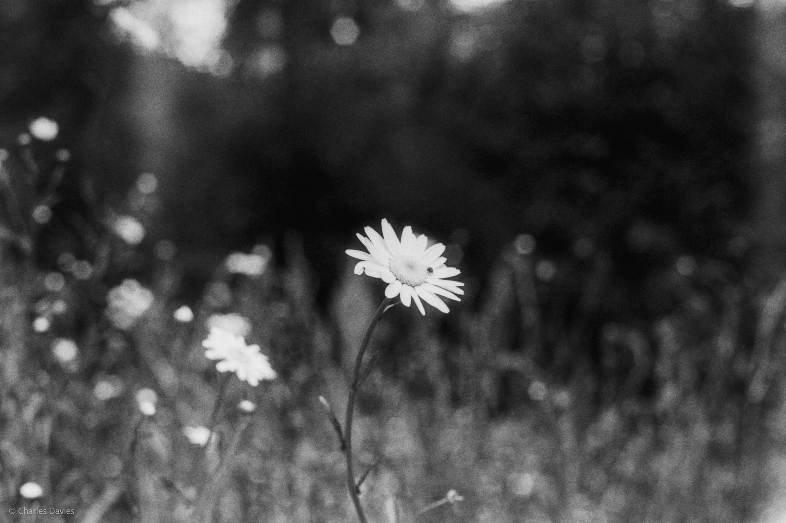 Roll 31 - 2025 - Europe - United Kingdom - Cardinham - Fomapan 400 - Contax RTS - 35mm - Film - B&W
