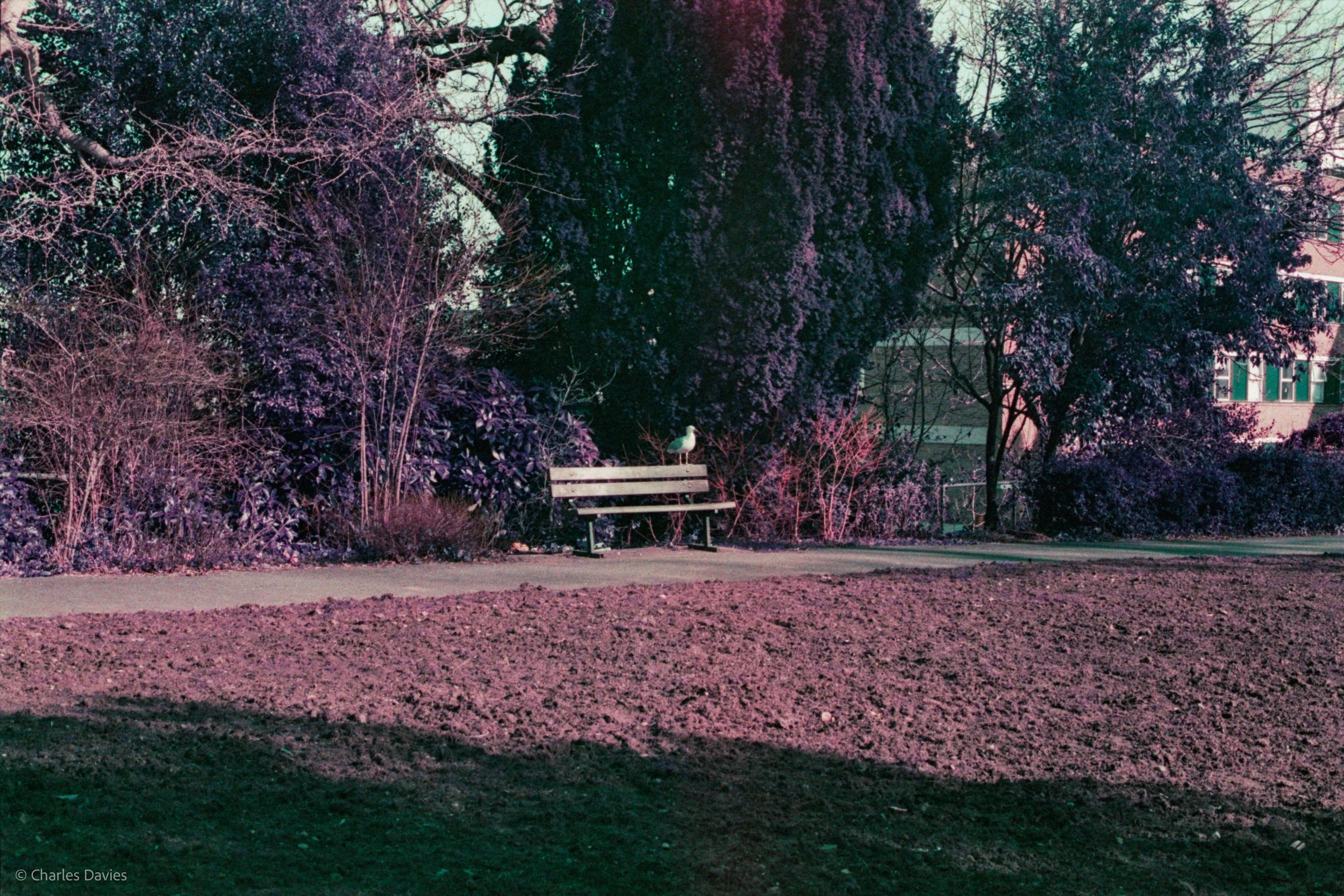 Roll 24 - 2025 - Europe - United Kingdom - Exeter - Lomo Purple - Contax RTS - 35mm - Film - Colour