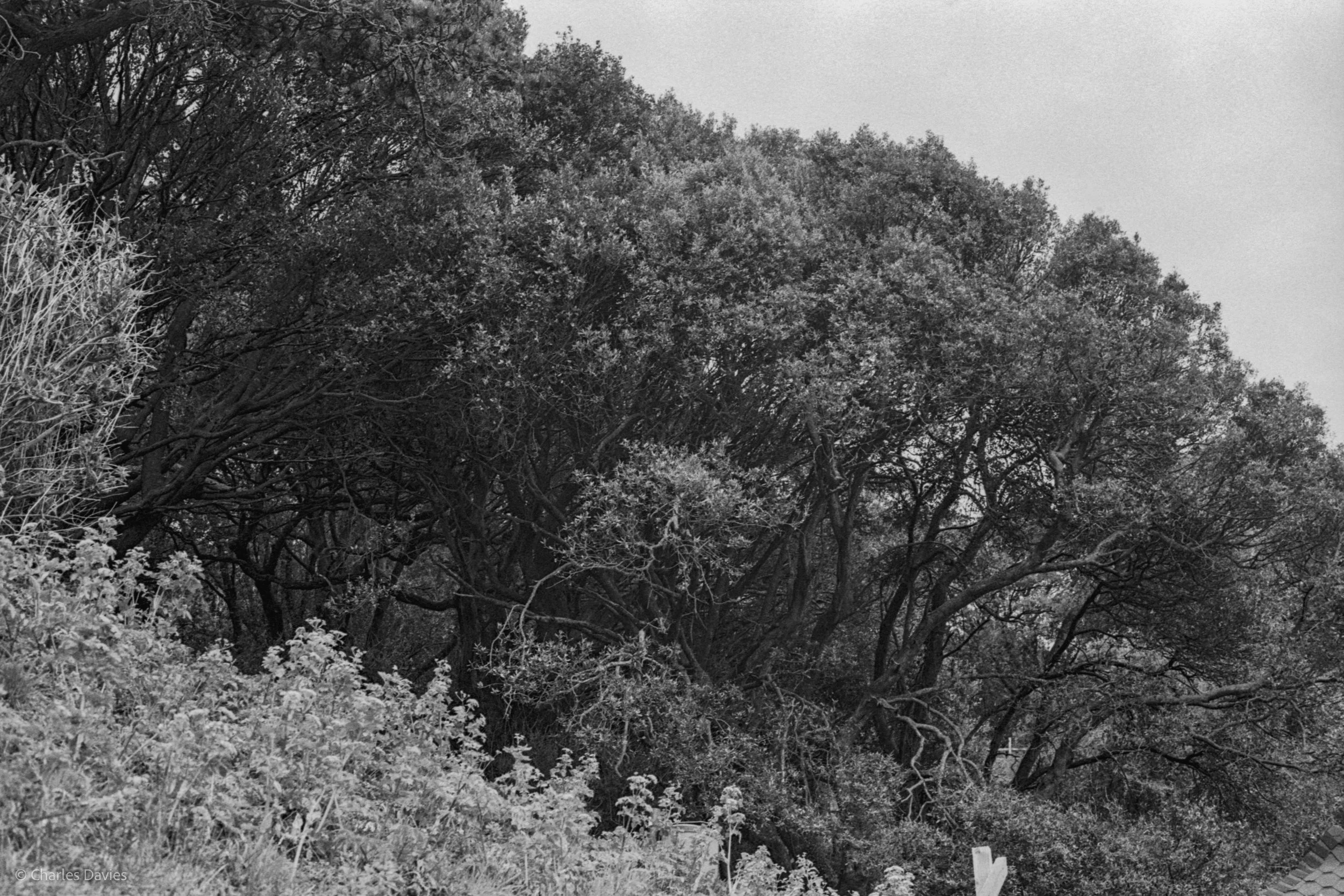 Roll 27 - 2025 - Europe - United Kingdom - Beer - Ilford HP5 Plus 400 - Contax RTS - 35mm - Film - B&W 