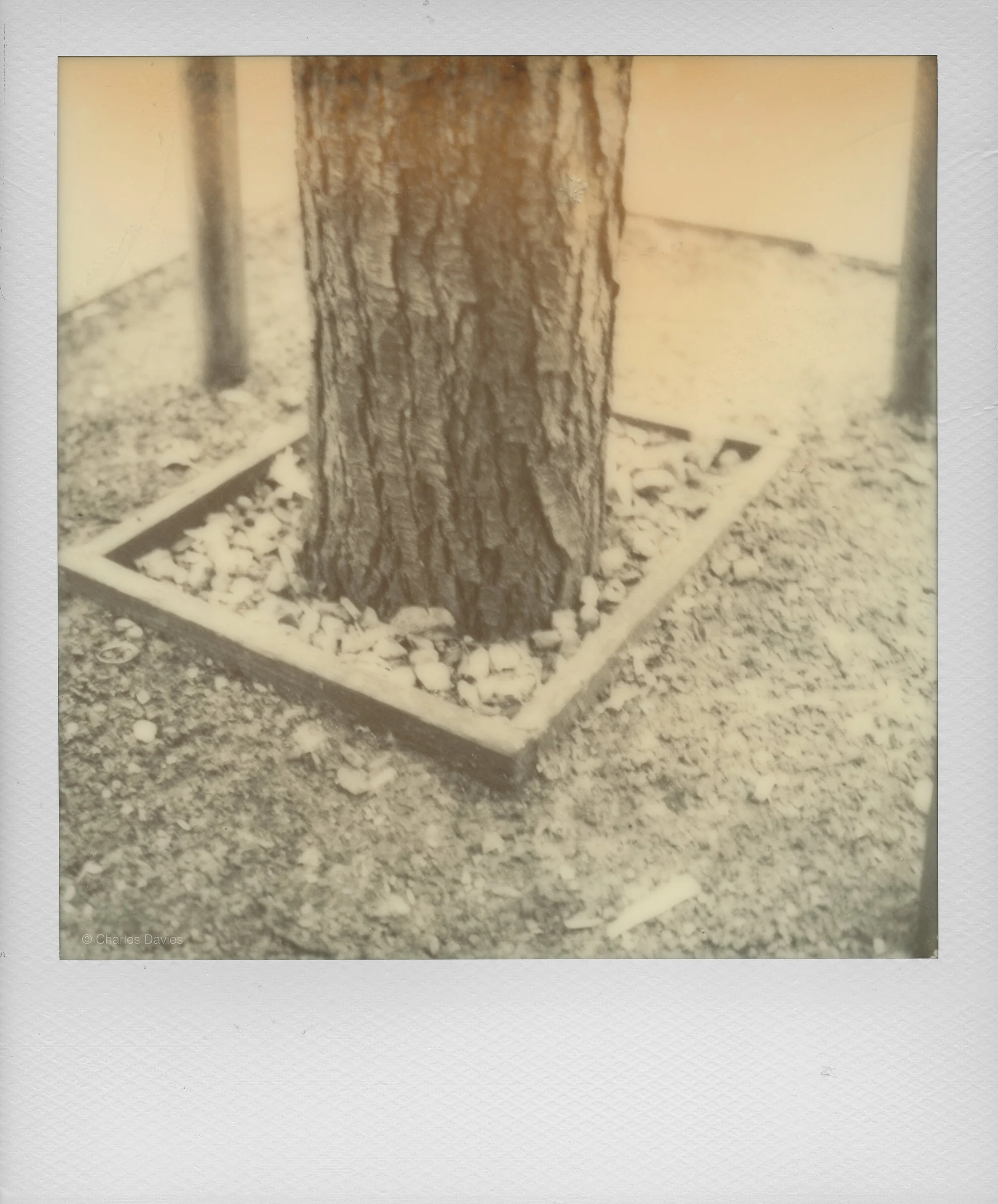 124 - 2022 - Polaroid SX-70 Sonar (aged).jpg