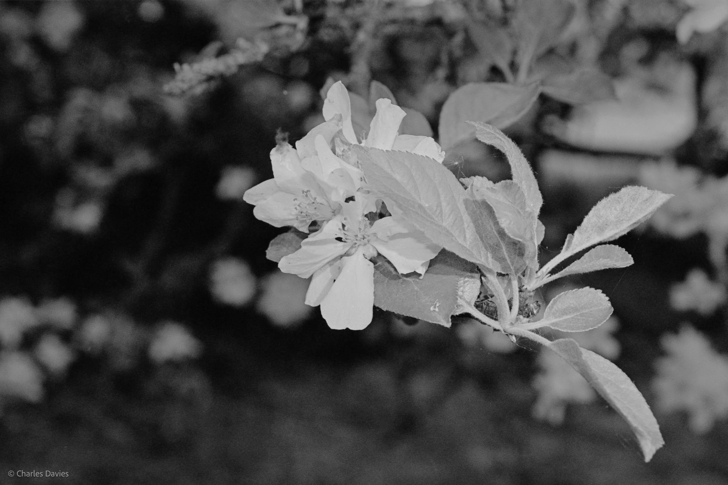Shot 5 - Shutter Priority - Shute 