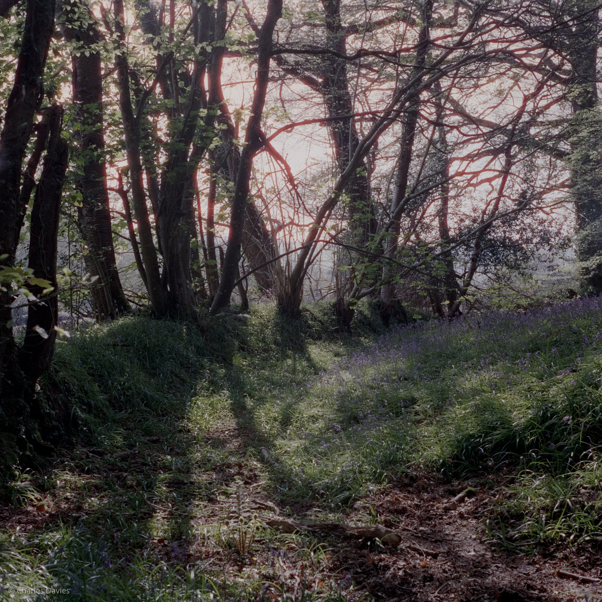 Shot 9 - F/11 + 1/125th - Shute Woods 