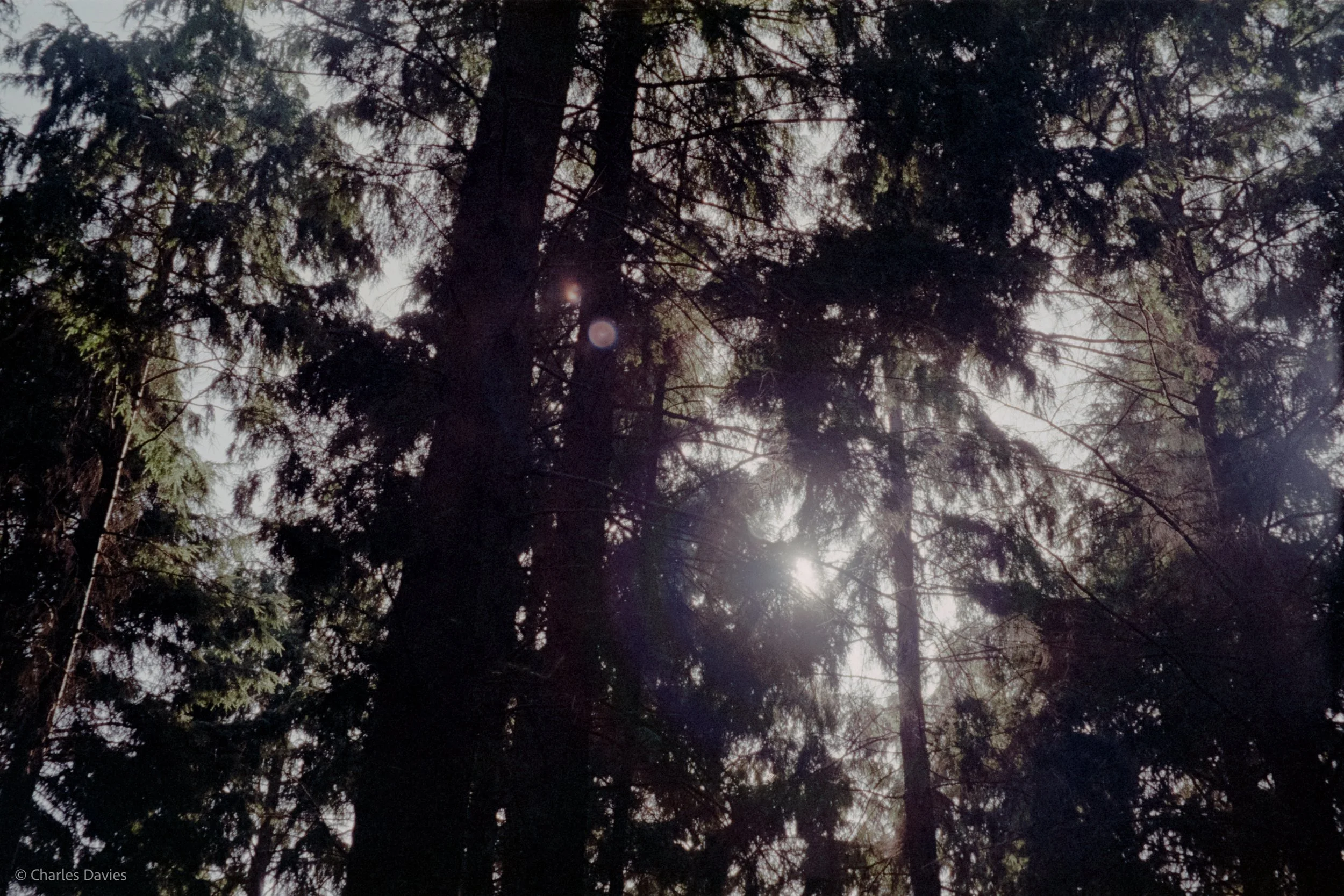 Shot 27 - Auto - Shute woods 