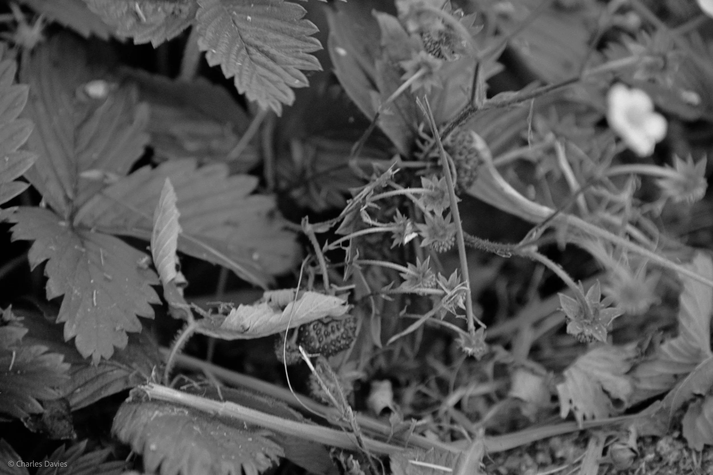 Shot 19 - Shutter Priority - Shute 