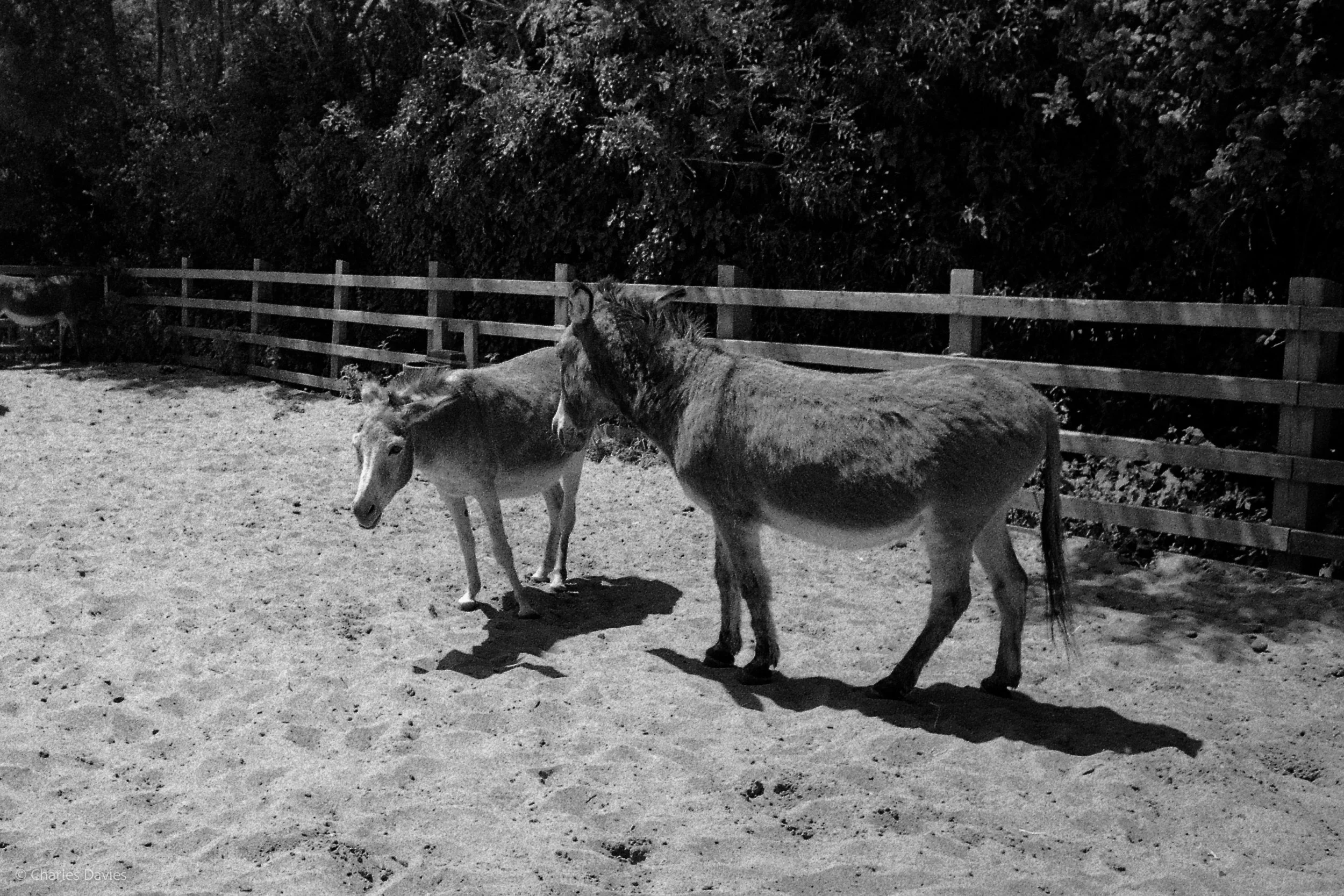 Shot 34 - Aperture Priority - The Donkey Sanctuary  