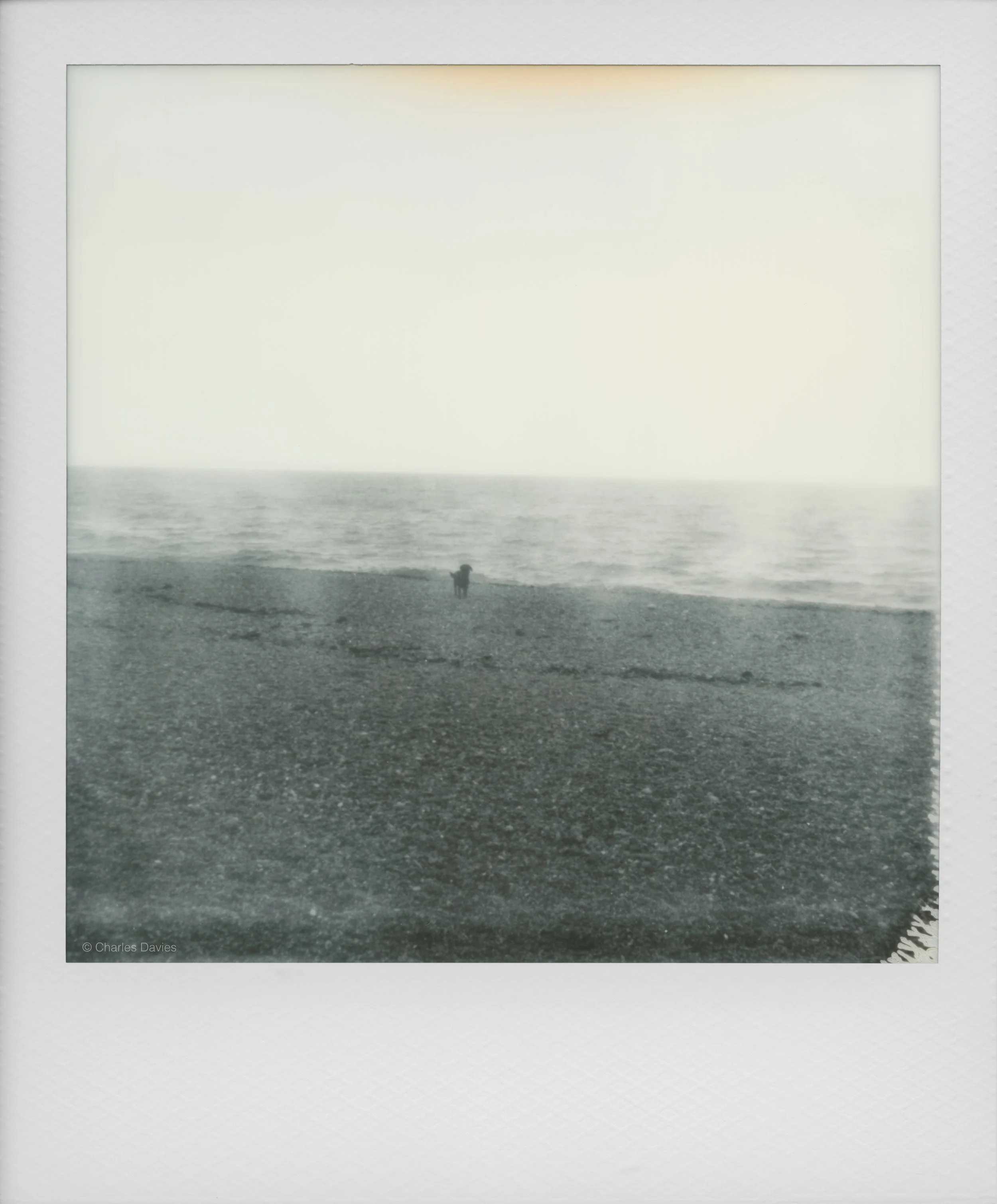 21 - 2025 - Polaroid SX-70 Sonar (aged).jpg
