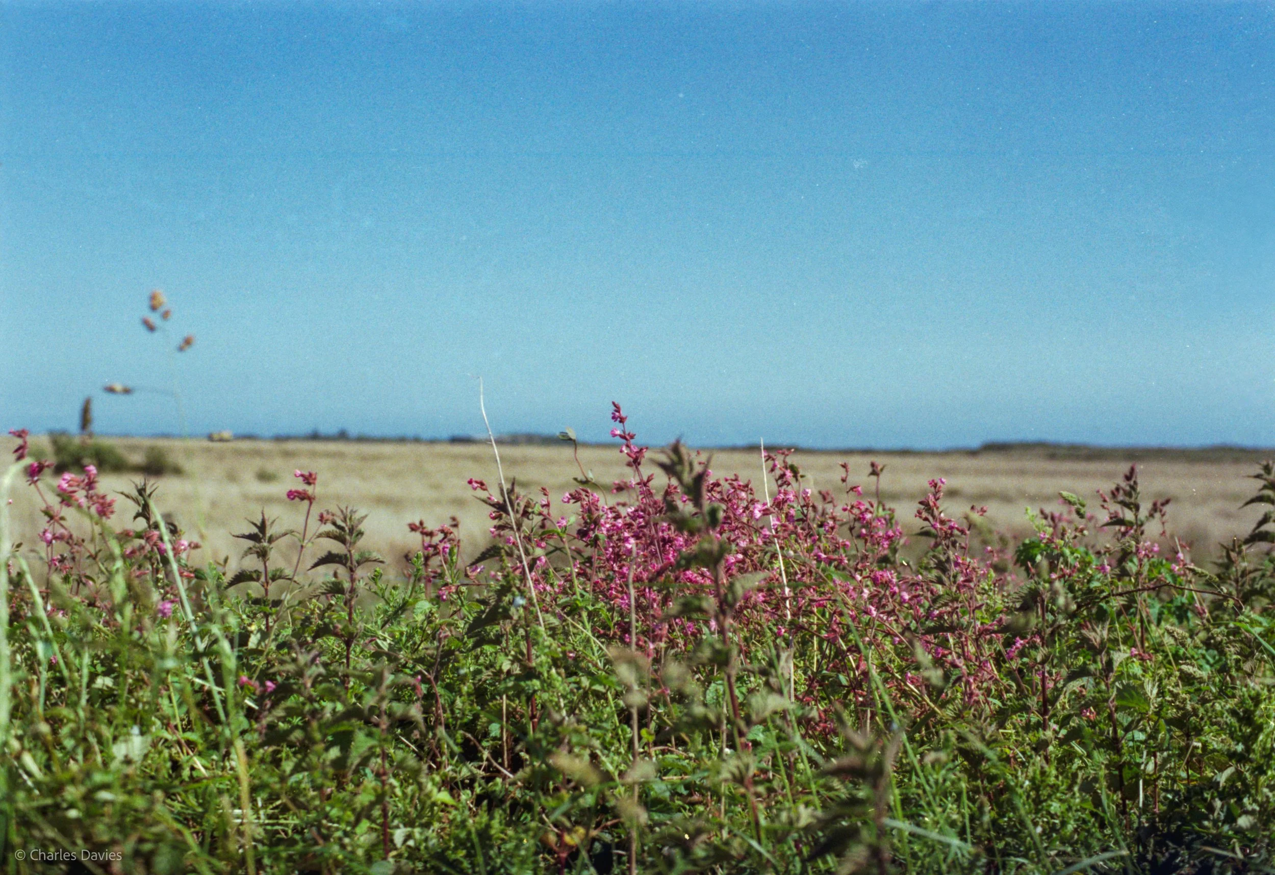Roll 36 - 2025 - Europe - United Kingdom - Padstow - Kodak Pro Image 100 - Contax RTS - 35mm - Film - Colour