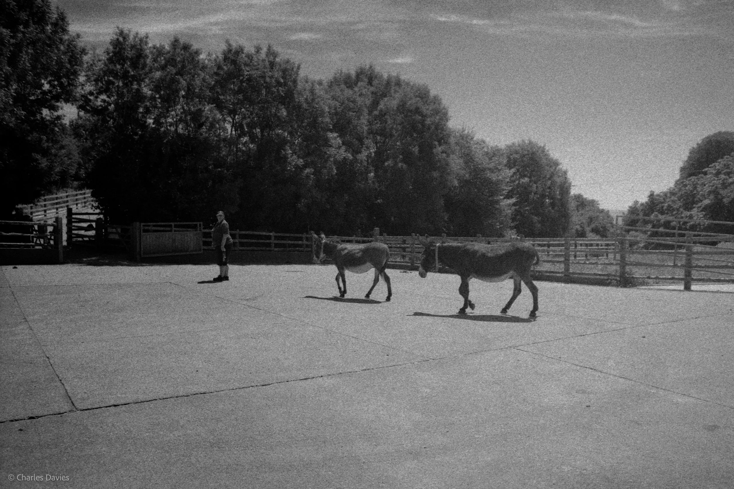 Shot 28 - Aperture Priority - The Donkey Sanctuary  