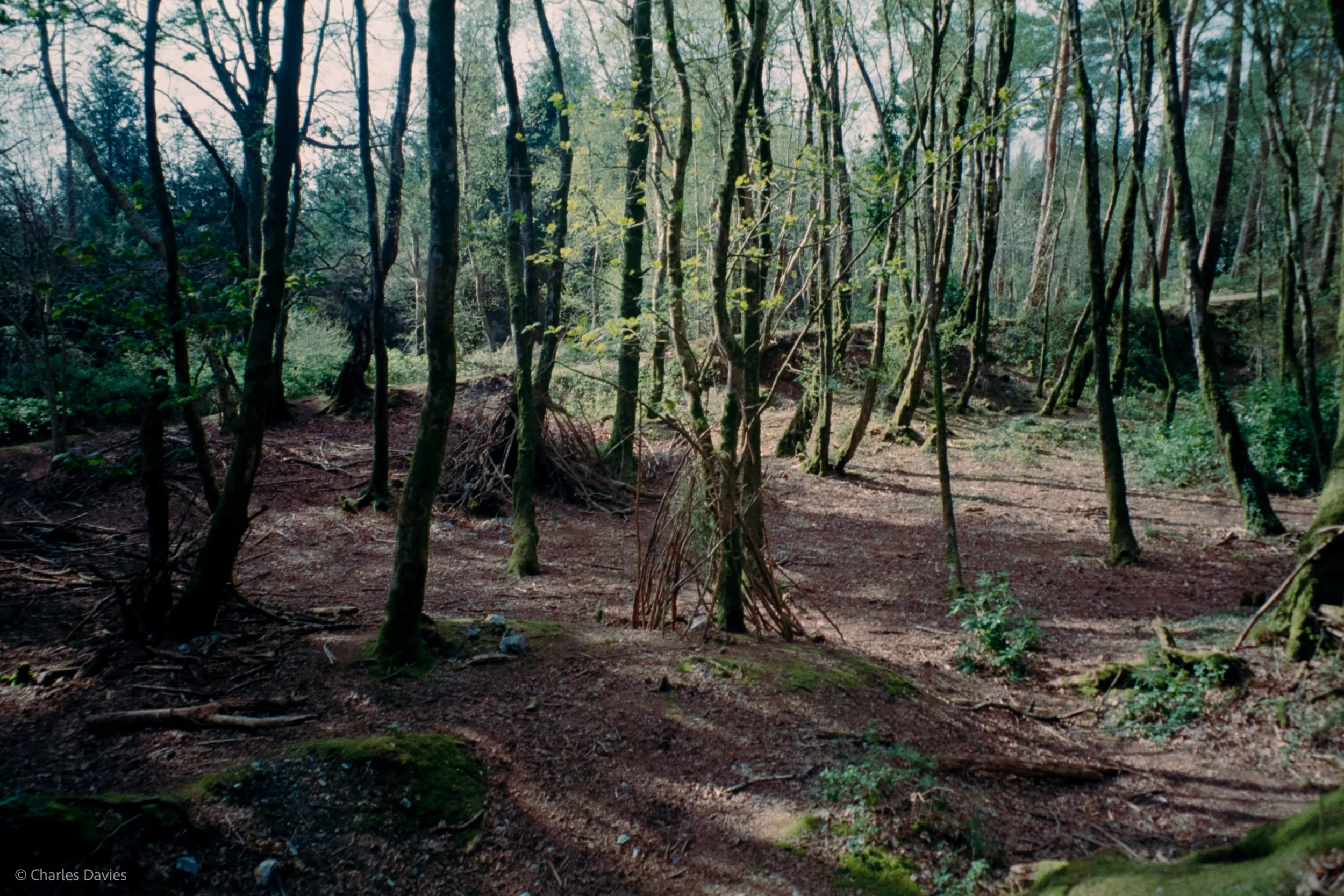 Shot 28 - Auto - Shute woods 