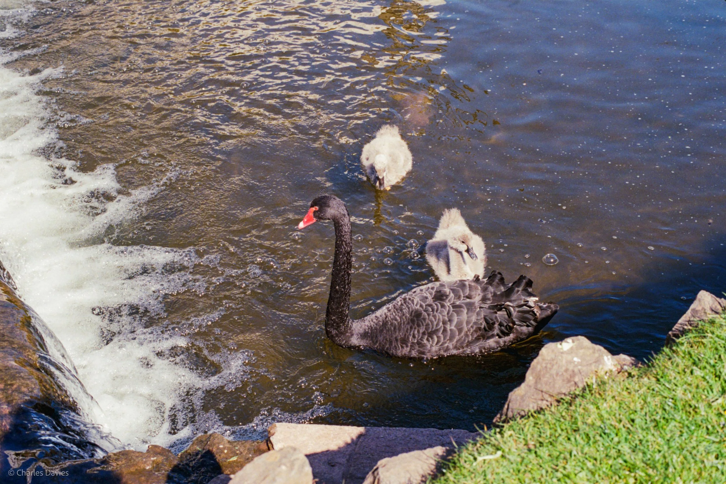 Roll 26 - 2025 - Europe - United Kingdom - Dawlish - Kodak UltraMax 400 - Contax RTS - 35mm - Film - Colour 