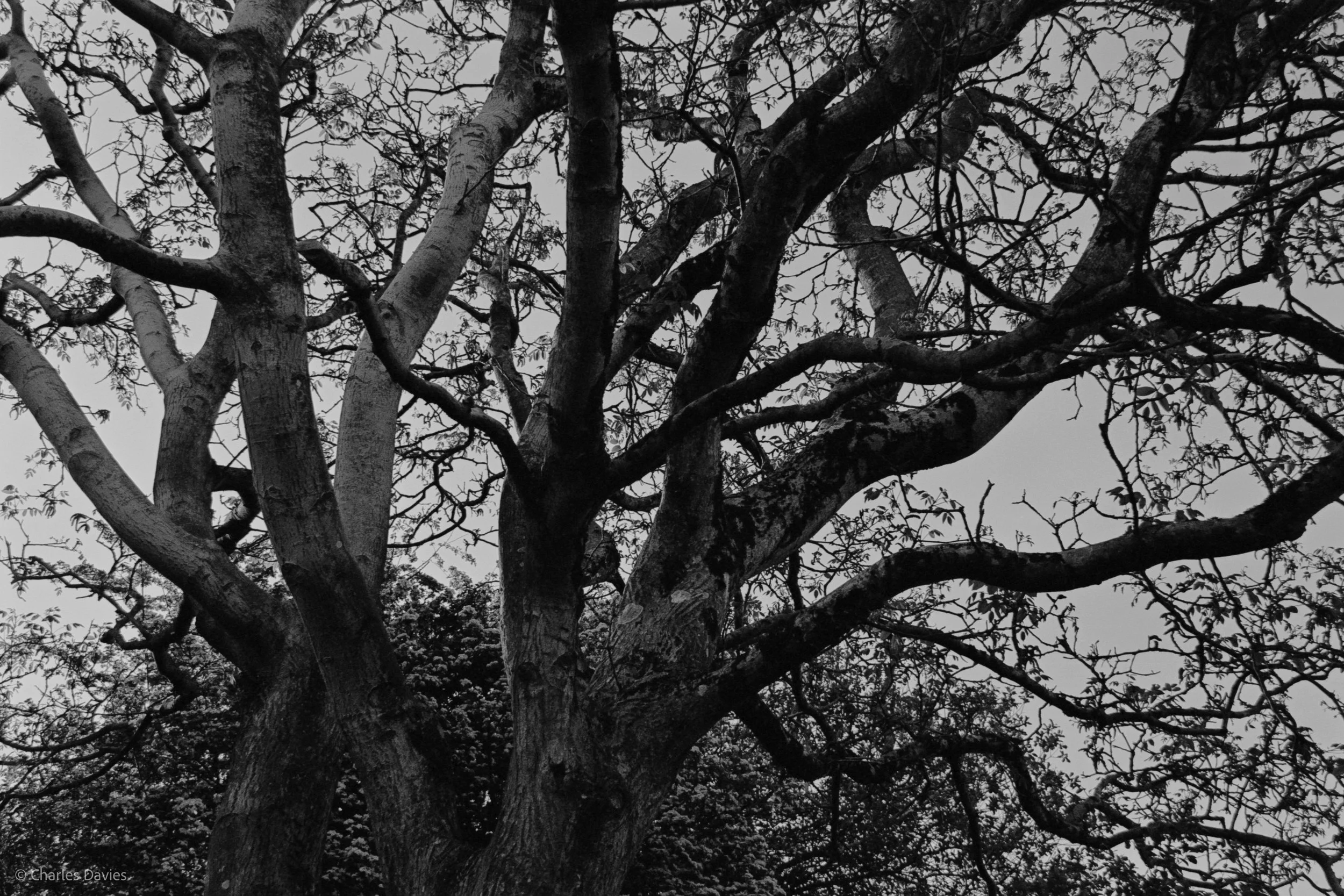 Shot 25 - Shutter Priority - Shute 