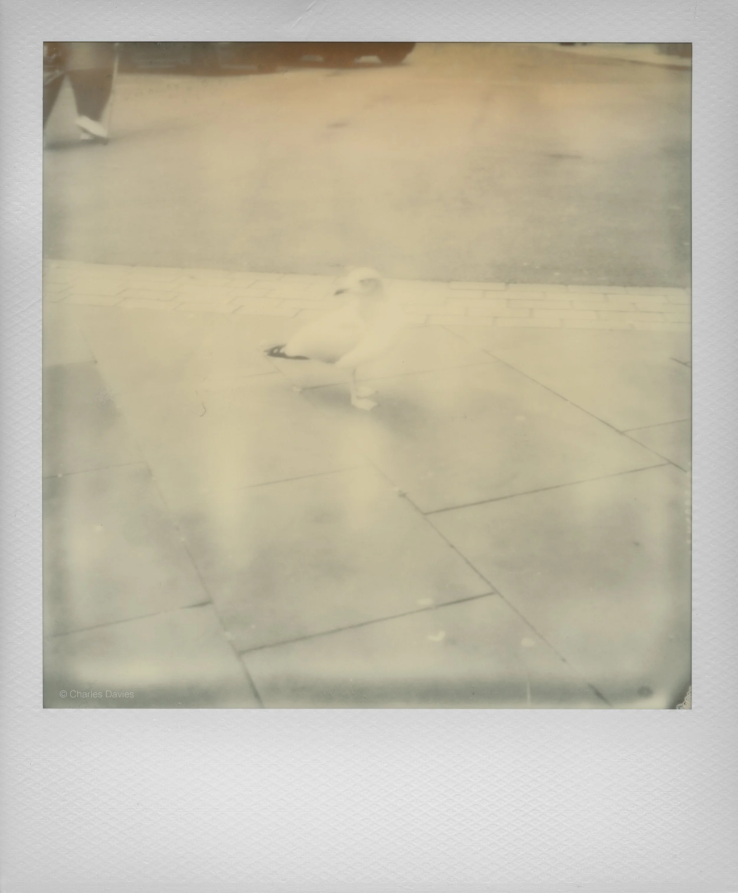 105 - 2022 - Polaroid SX-70 (aged).jpg