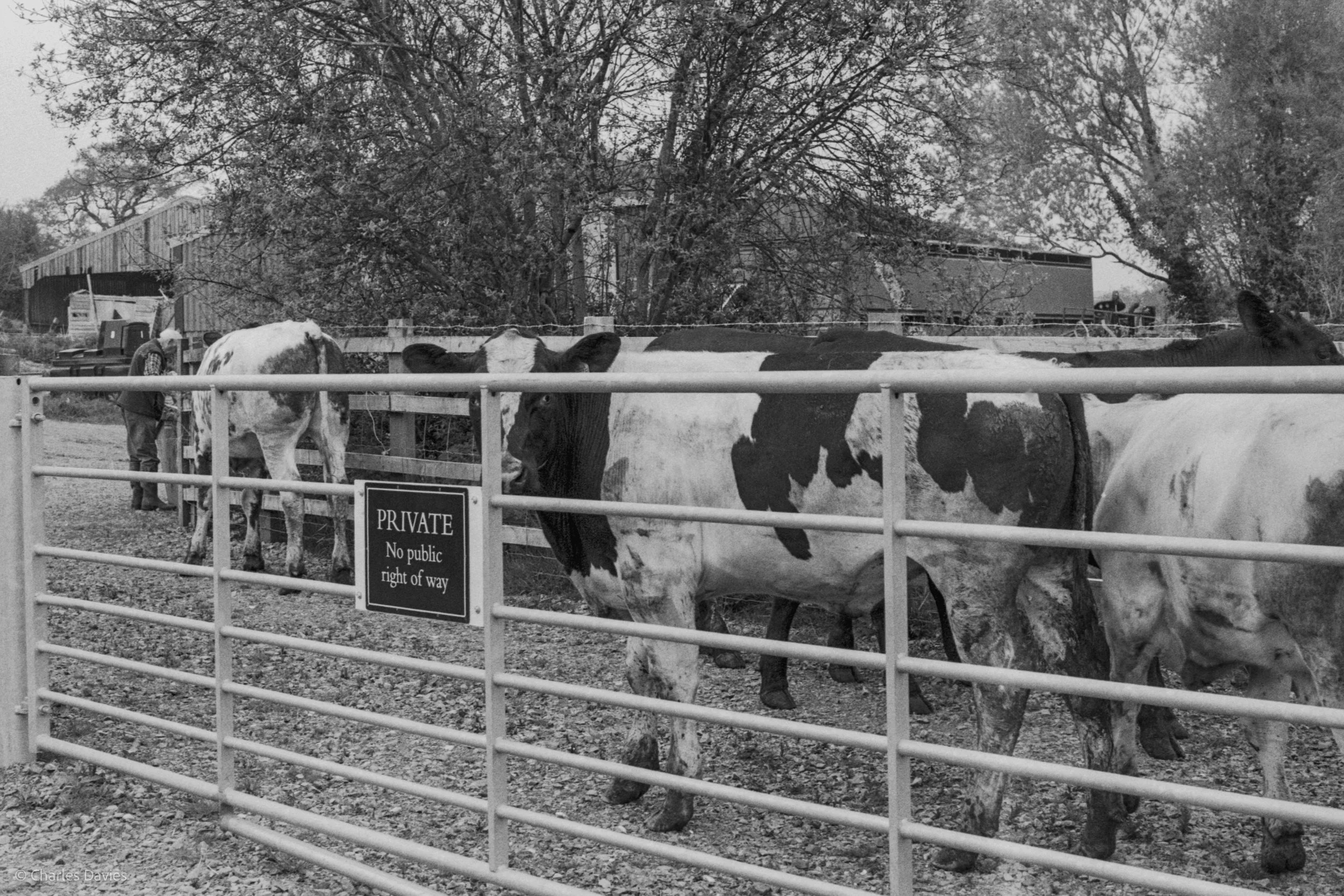 Roll 28 - 2025 - Europe - United Kingdom - Seaton - Kentmere Pan 400 - Minolta X-300 - 35mm - Film - B&W 