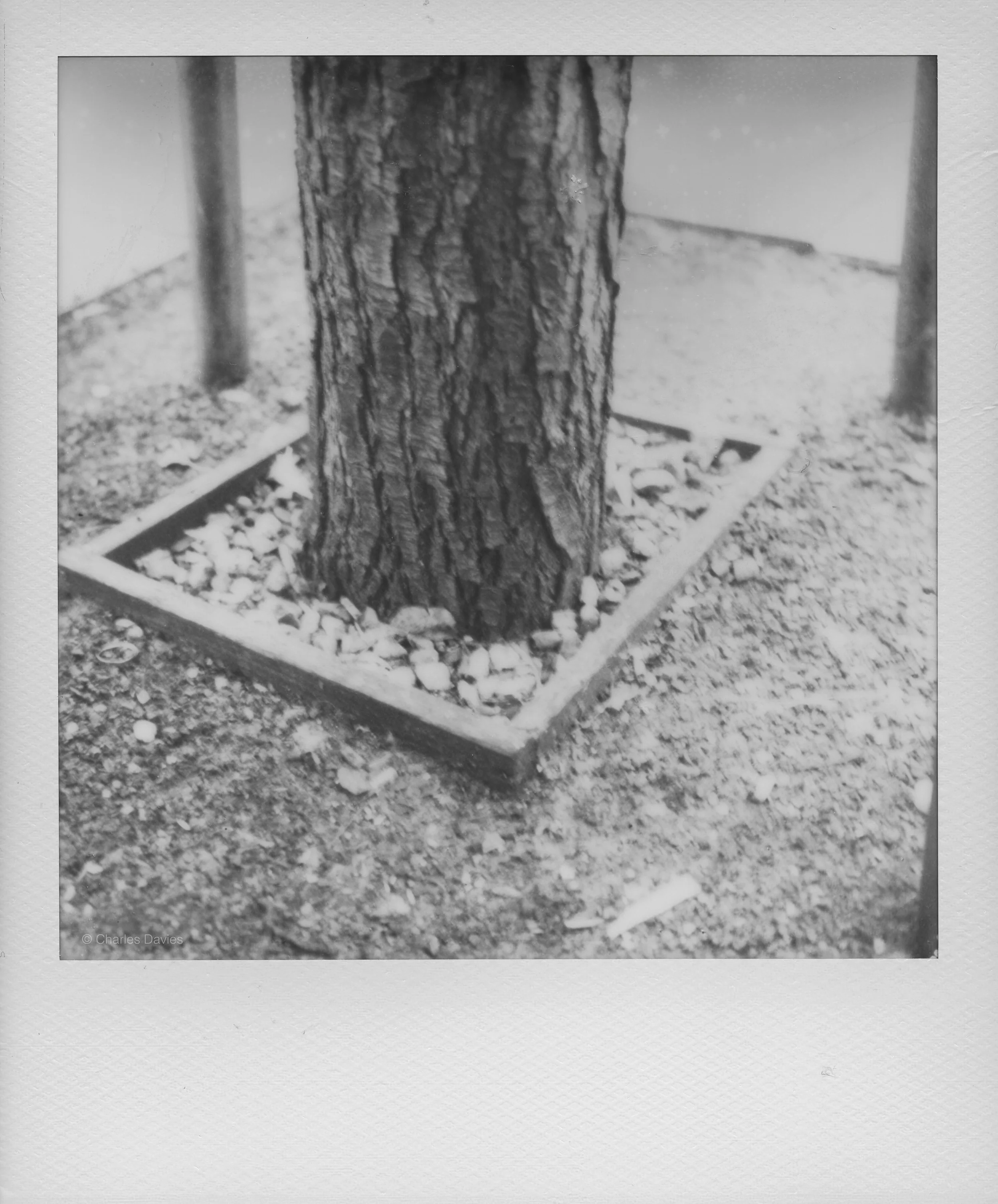 124 - 2022 - Polaroid SX-70 Sonar.jpg