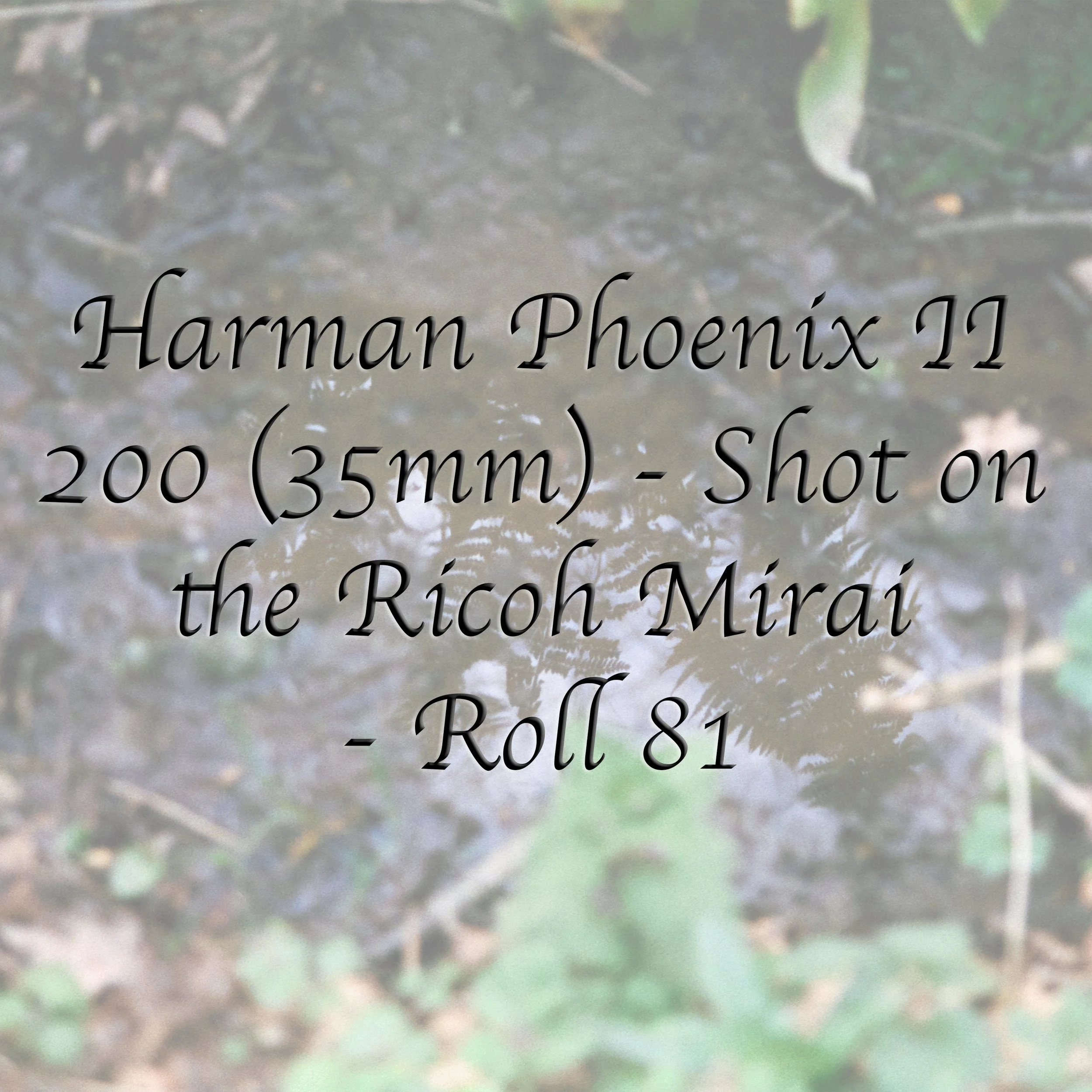 Harman Phoenix II 200 (35mm) - Roll 81