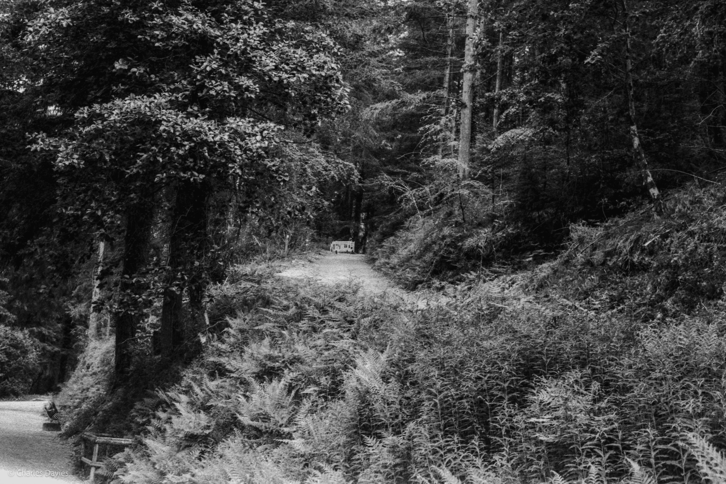 Roll 31 - 2025 - Europe - United Kingdom - Cardinham - Fomapan 400 - Contax RTS - 35mm - Film - B&W
