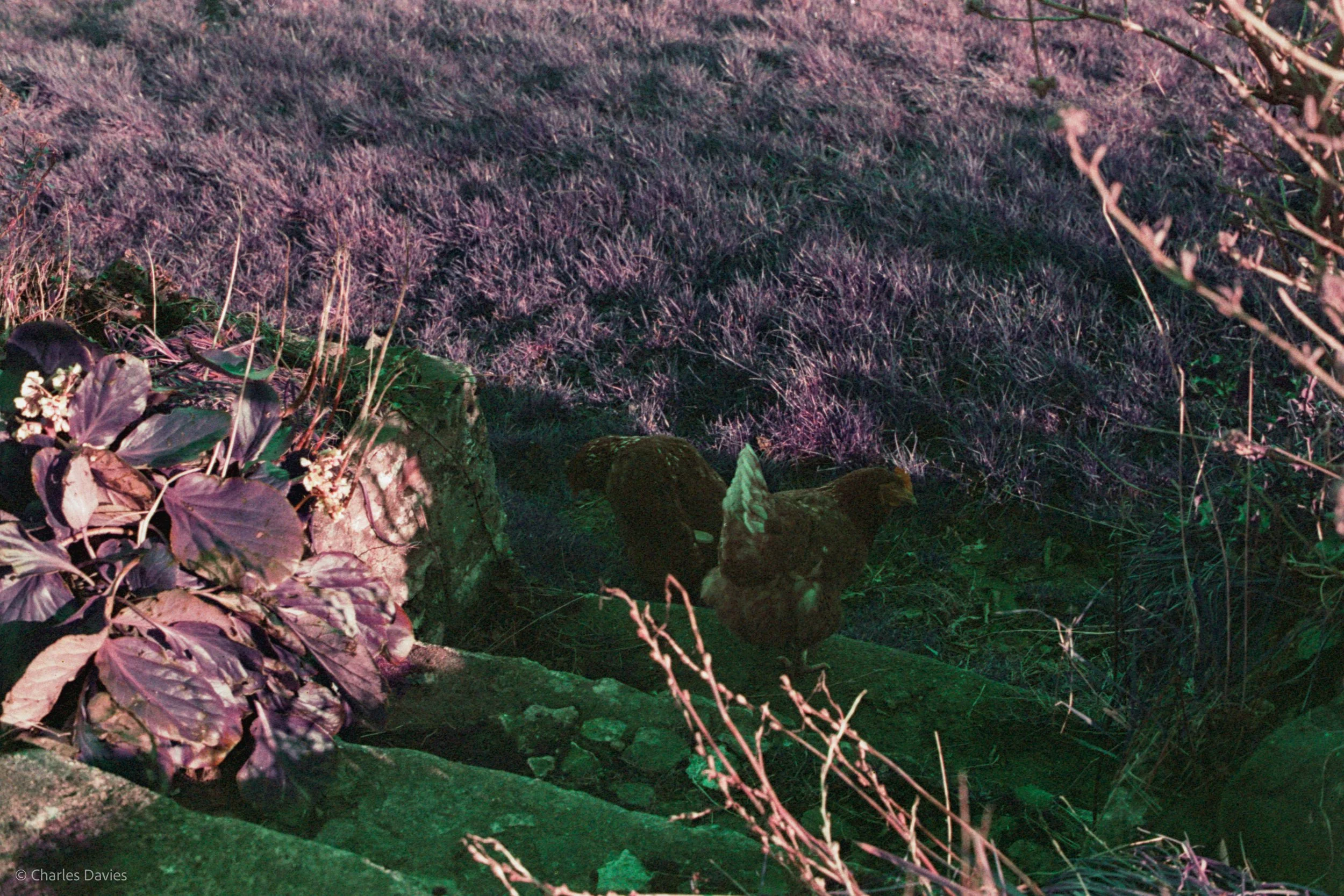 Roll 24 - 2025 - Europe - United Kingdom - Exeter - Lomo Purple - Contax RTS - 35mm - Film - Colour