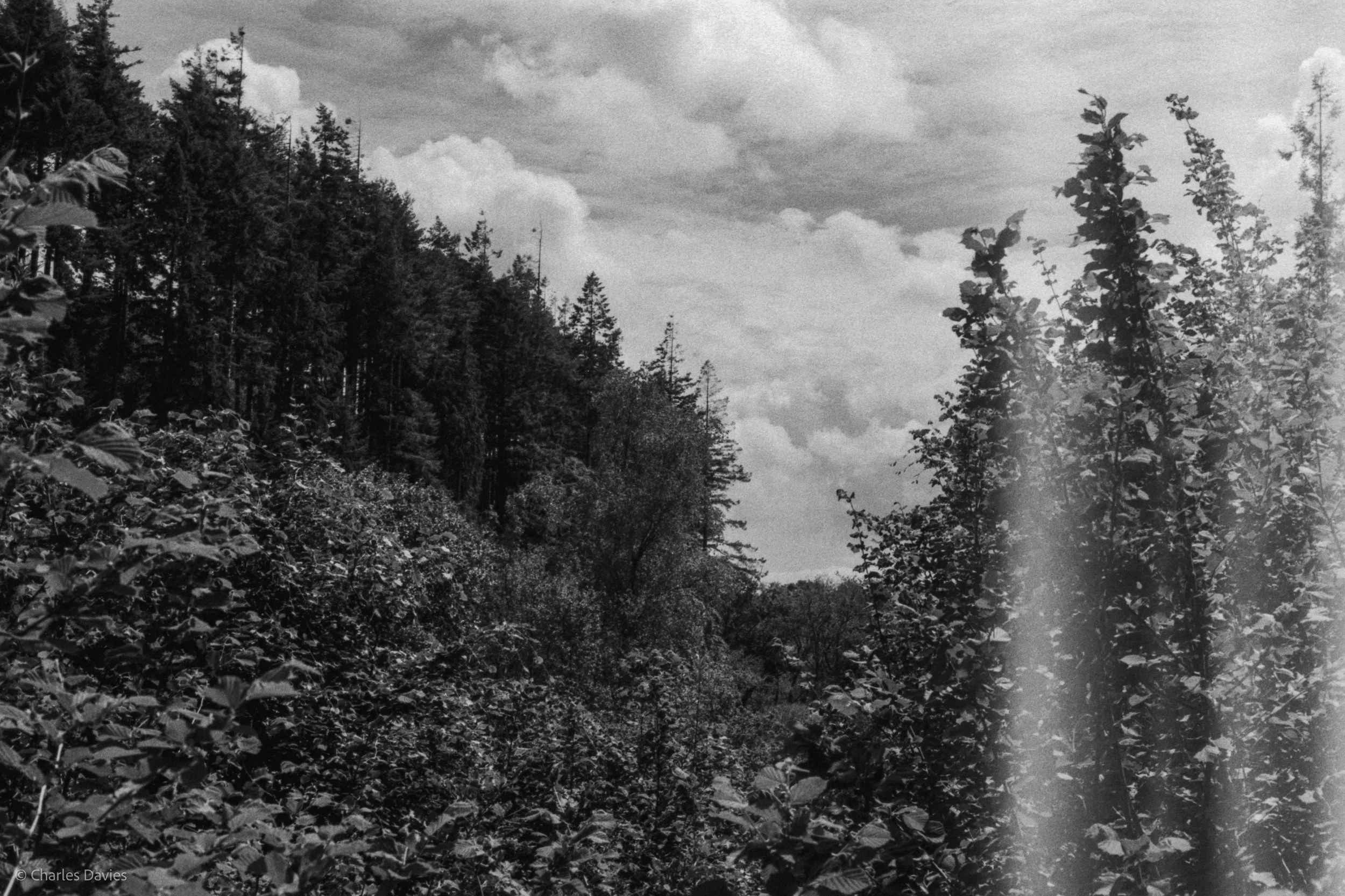 Roll 31 - 2025 - Europe - United Kingdom - Cardinham - Fomapan 400 - Contax RTS - 35mm - Film - B&W
