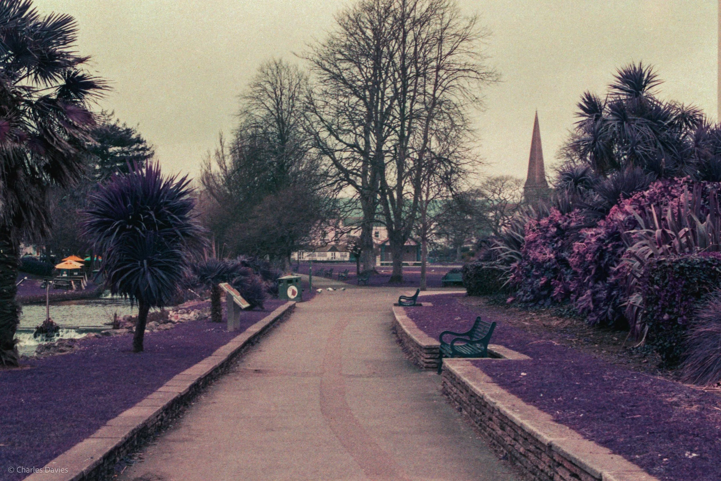 Roll 24 - 2025 - Europe - United Kingdom - Dawlish - Lomo Purple - Contax RTS - 35mm - Film - Colour
