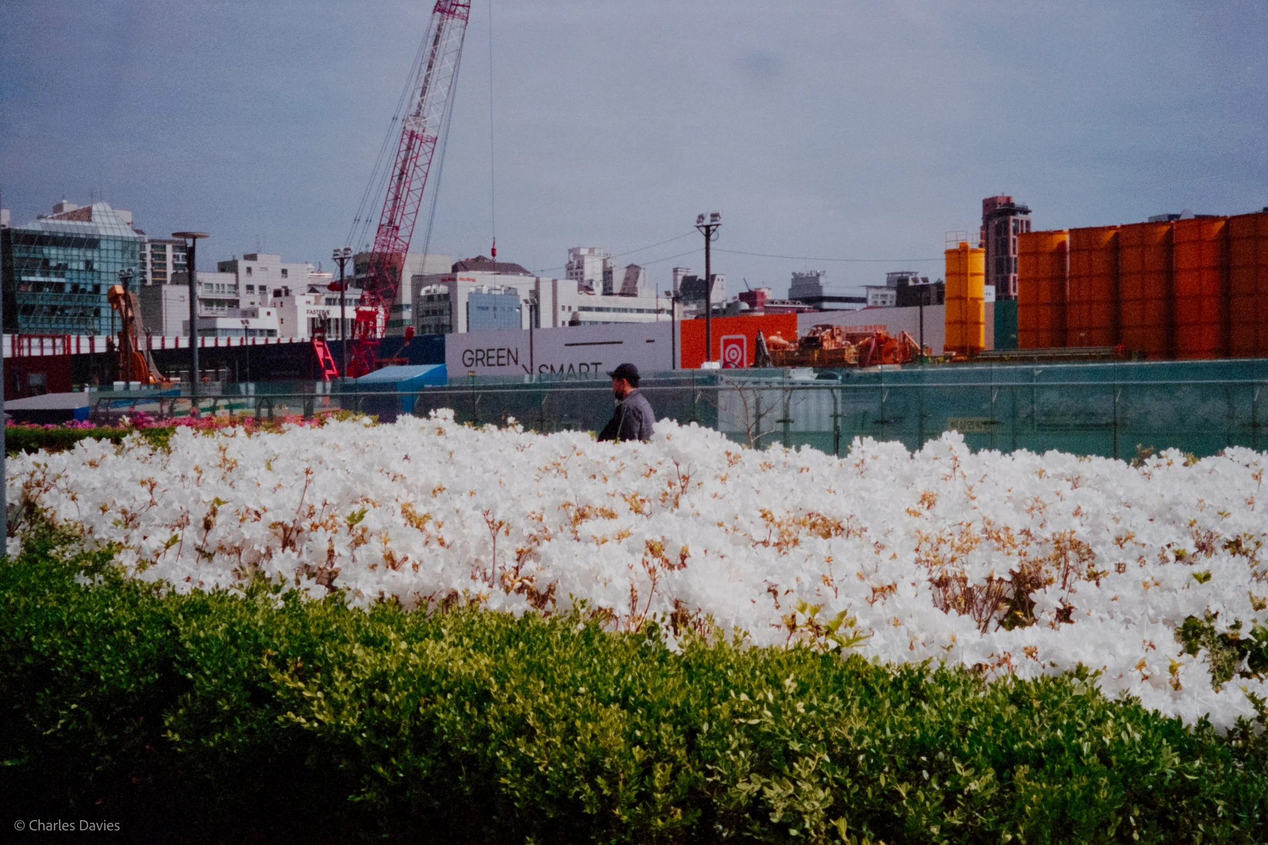 Roll 8 - 2023 - South East Asia - South Korea - Seoul - Kodak Portra 400 - Olympus 35DC - 35mm - Film - Colour 