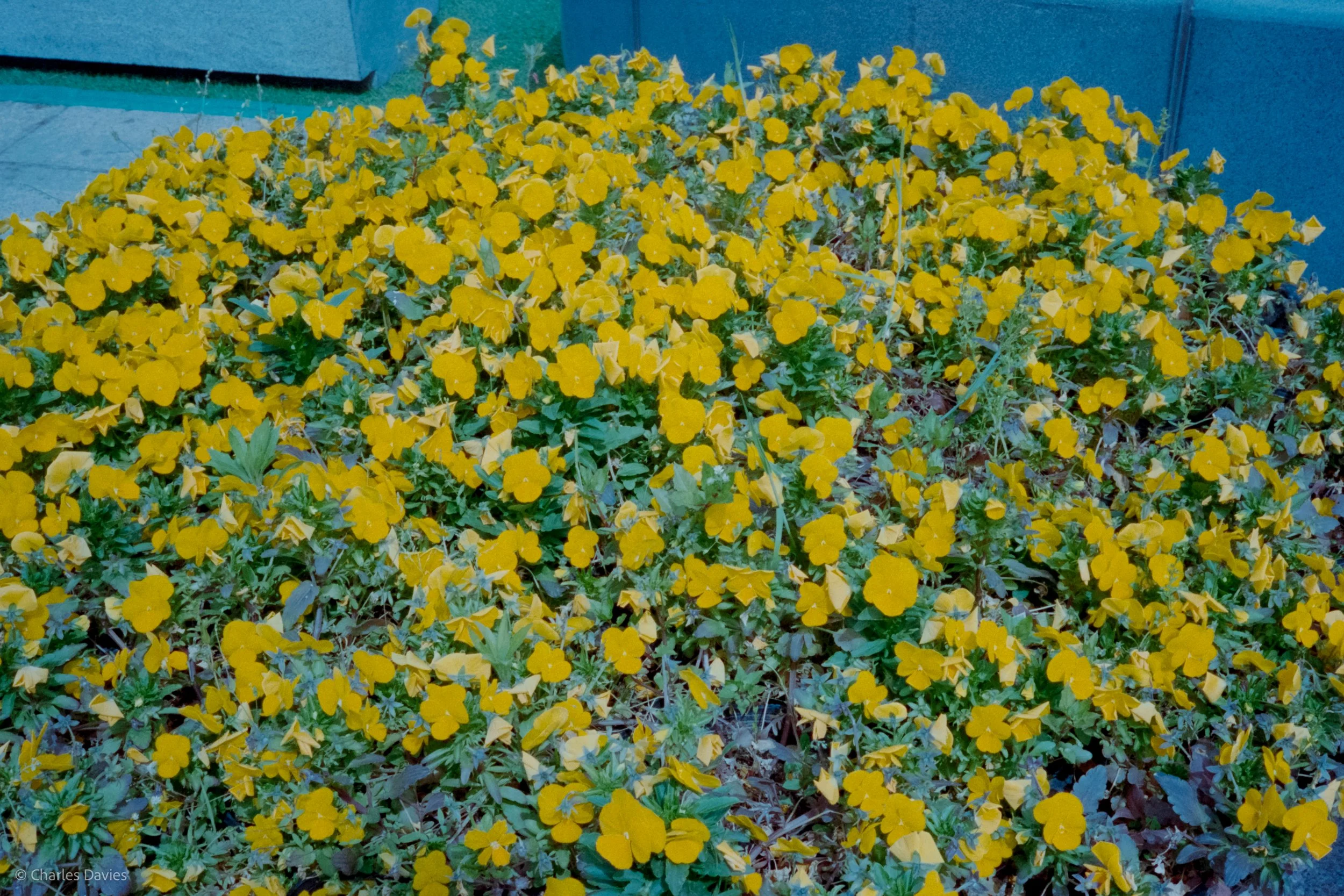 Roll 8 - 2023 - South East Asia - South Korea - Seoul - Kodak Portra 400 - Olympus 35DC - 35mm - Film - Colour 