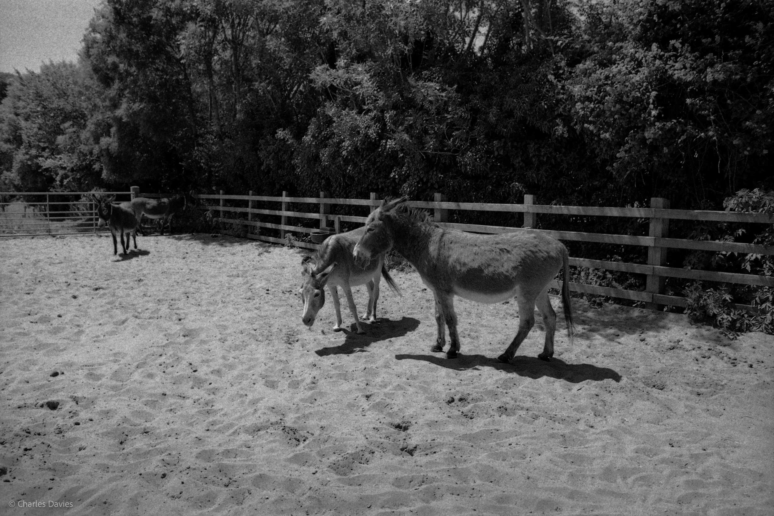 Shot 33 - Aperture Priority - The Donkey Sanctuary  