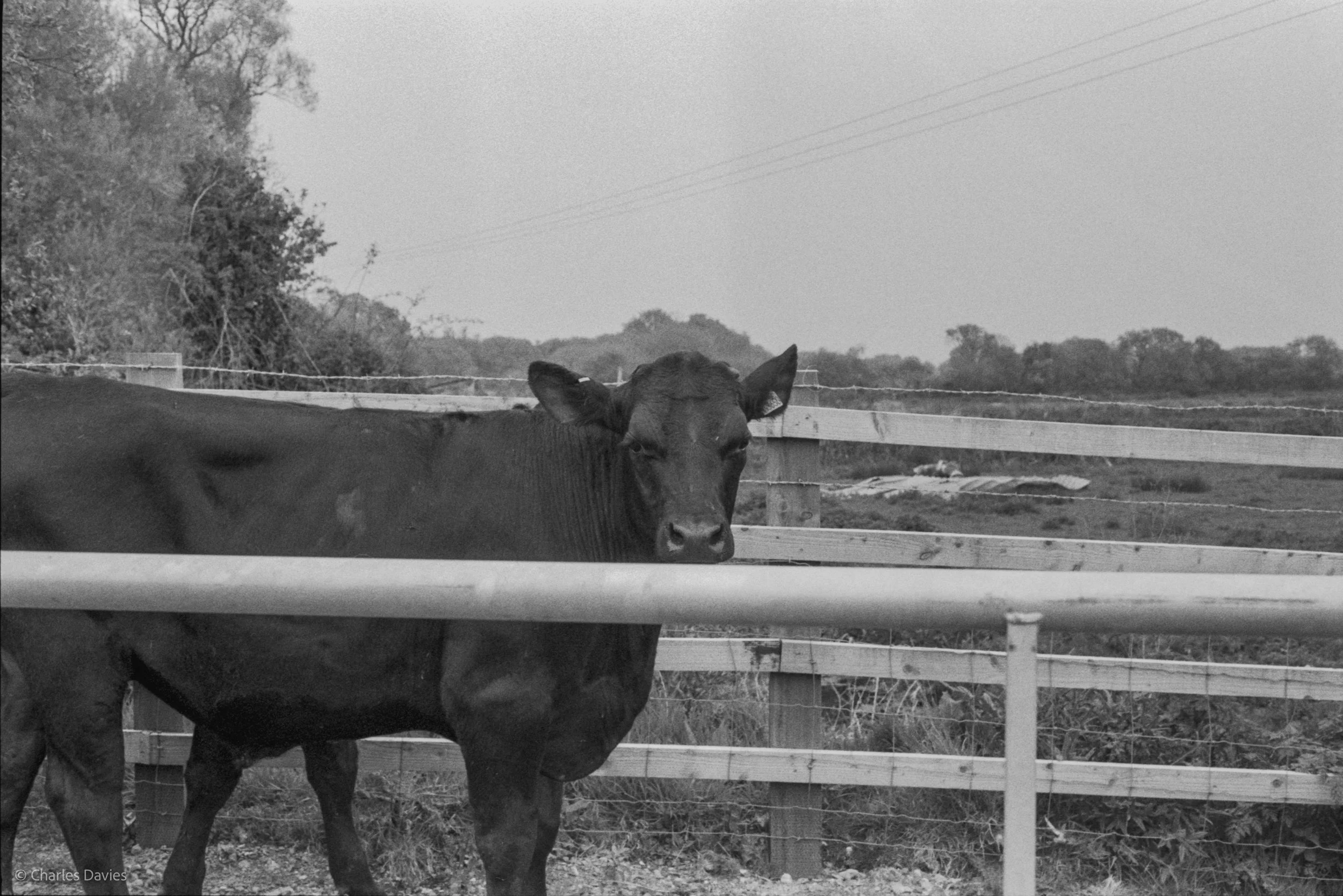 Roll 28 - 2025 - Europe - United Kingdom - Seaton - Kentmere Pan 400 - Minolta X-300 - 35mm - Film - B&W 