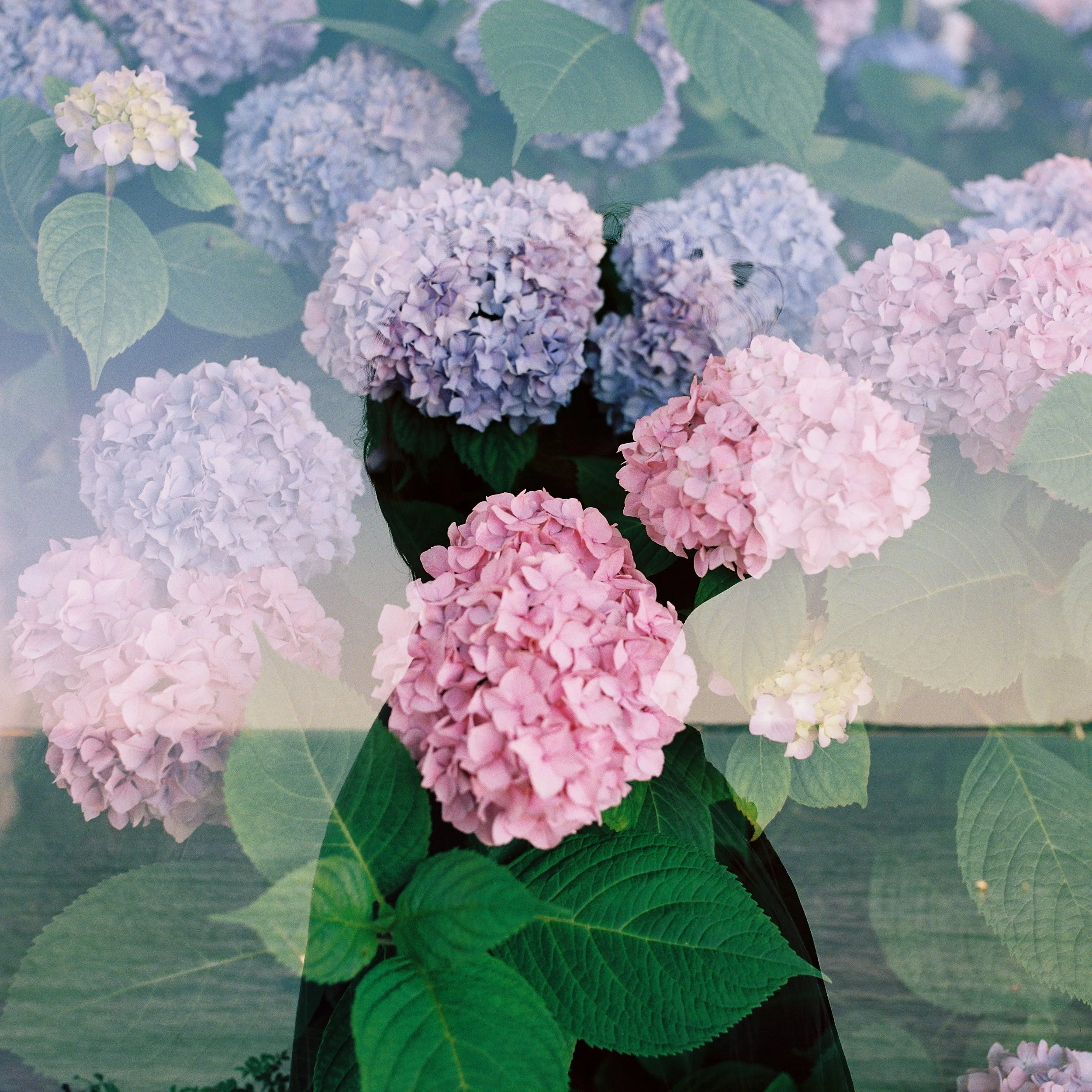 Live on the North Fork (Live Album)