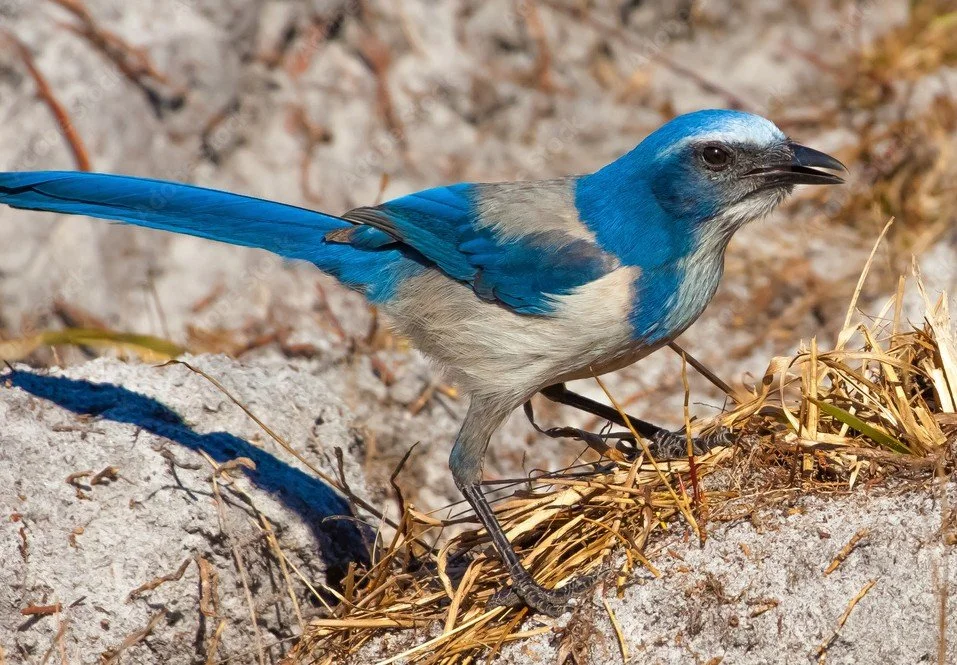 When One Bird Tests the Nation: Florida Scrub Jays, Property Rights, and the Future of Conservation
