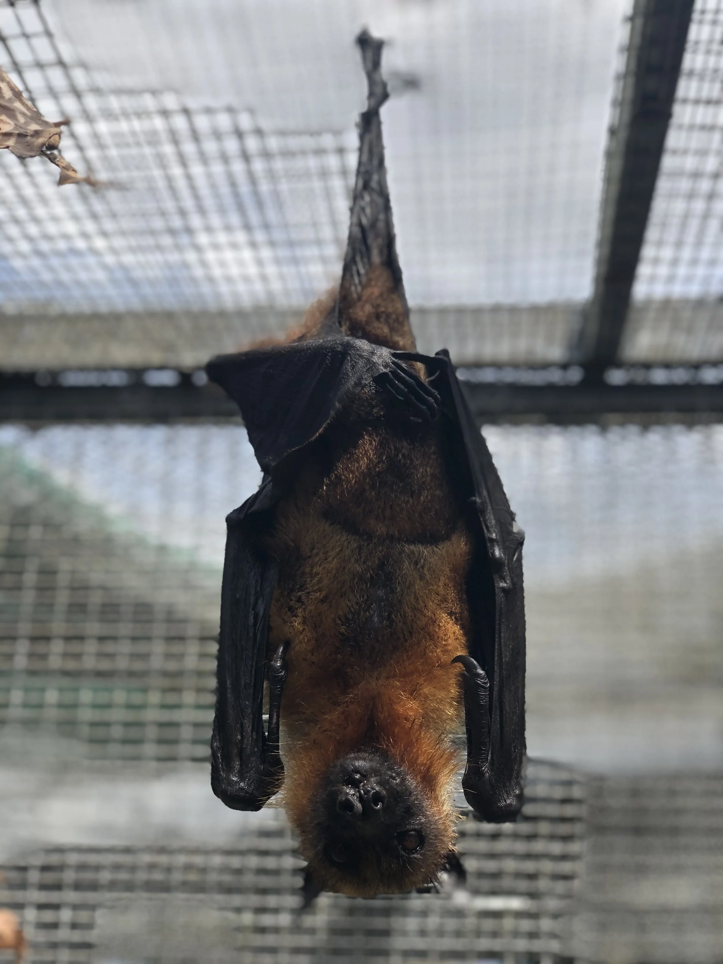 A Malaysian Flying Fox at Lubee Conservancy in Gainsville, Florida