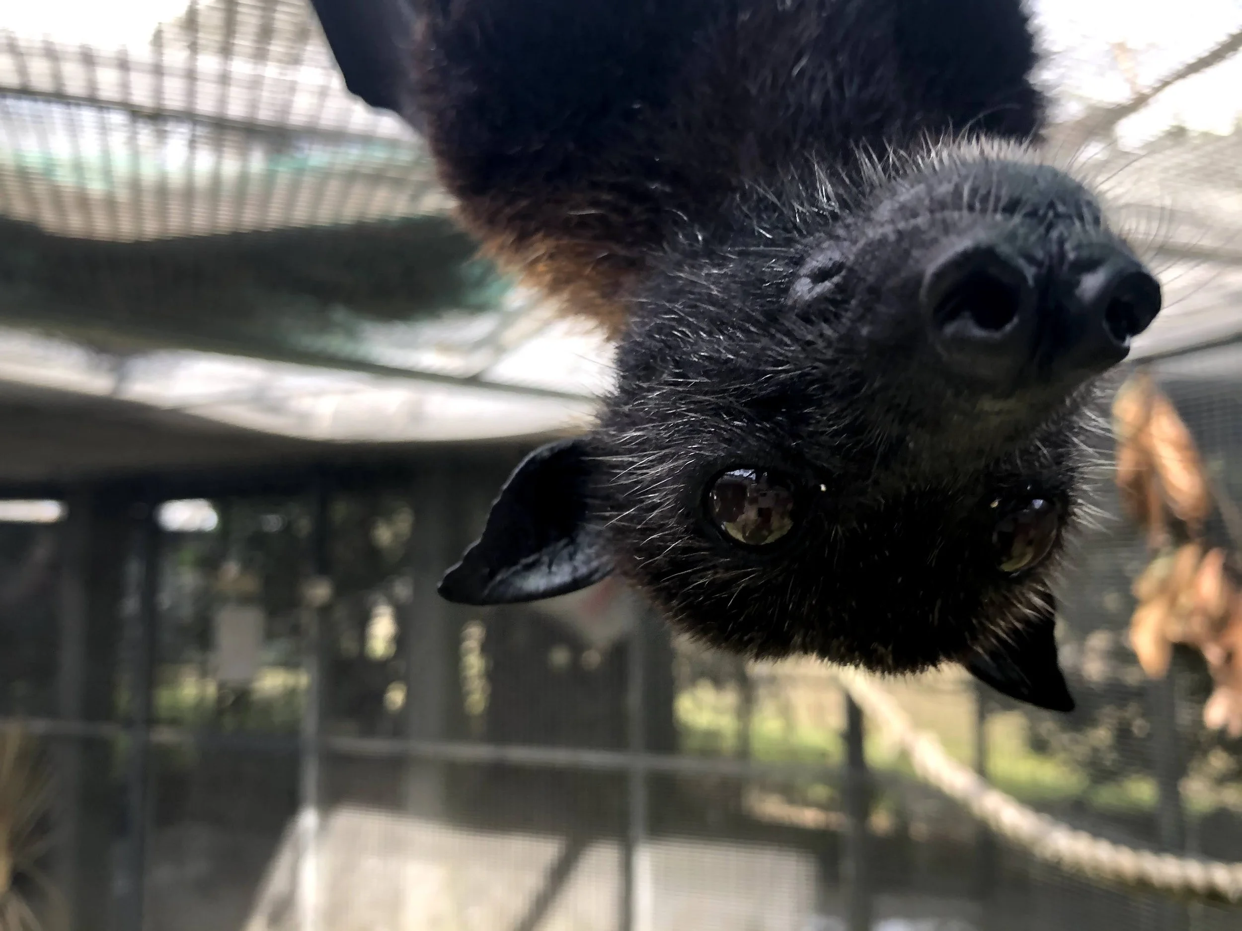 A Malaysian Flying Fox at Lubee Conservancy in Gainsville, Florida