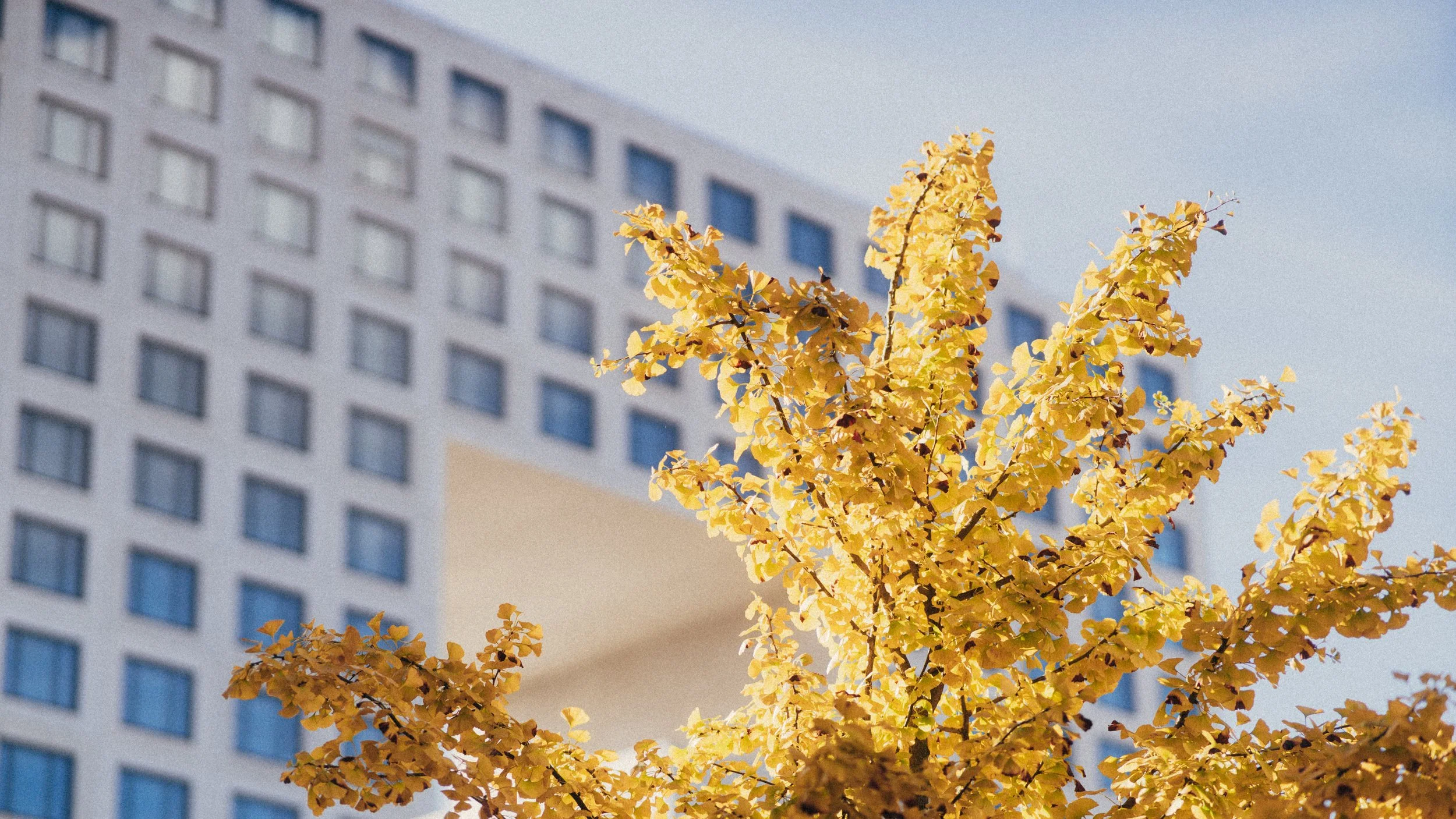 A yellow ginkgo tree with yellow leaves in front of a modern multi-story building with numerous windows.