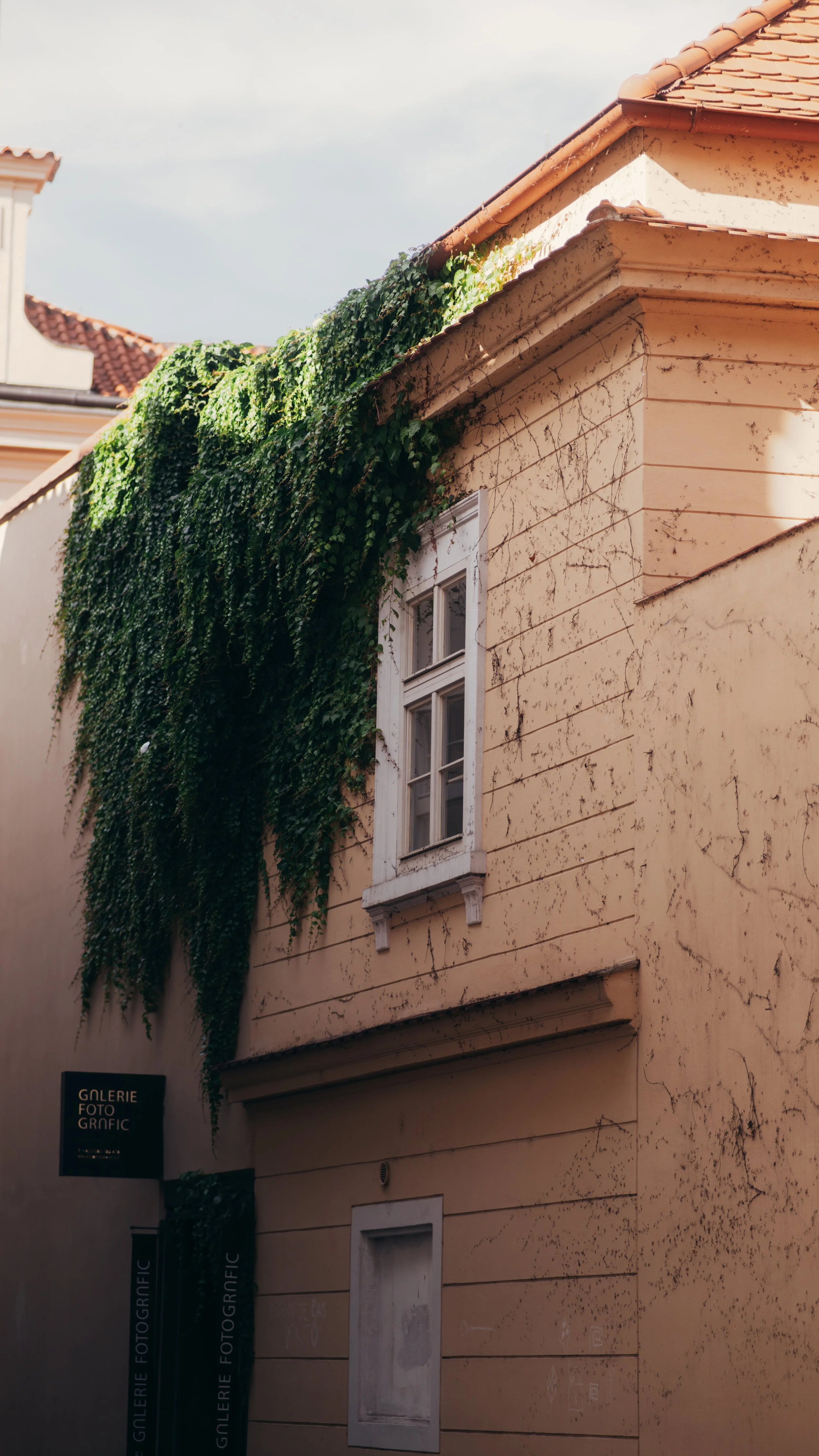 An exterior wall of a building with a window, partially covered with green ivy, and a sign reading 'Galerie Fotografic' in a European city.