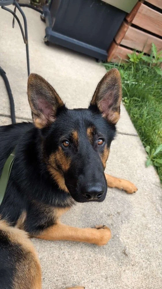 Johnny &amp; Erebus- Phoenix, AZ