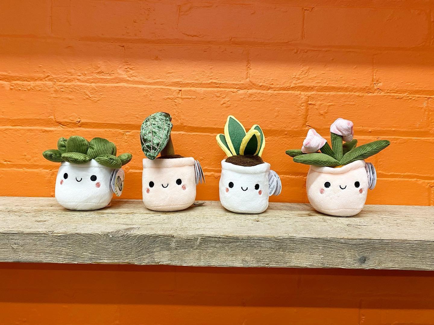 LOVE PLANTS? But struggle to keep them alive? 😔🙋🏼&zwj;♀️

We&rsquo;ve got the answer to all your plant prayers&hellip;.

PLUSHY PLANTS! 🪴🤩

They are cute AF, and what&rsquo;s more, they ain&rsquo;t gonna die on ya! 💚

They come in 4 adorable de