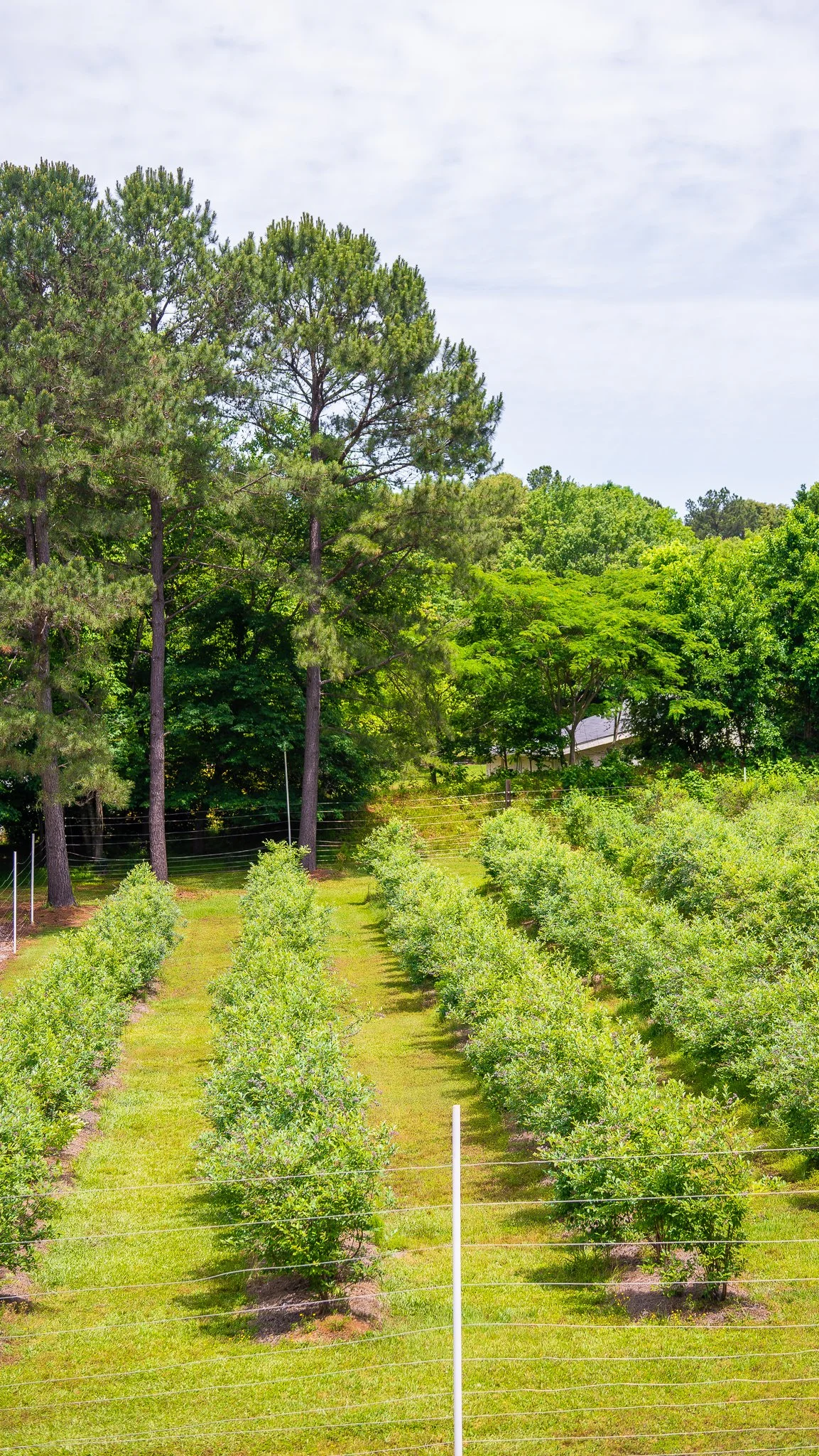 mini-acre-farms-vineyard-landscape-raleigh-nc.jpg