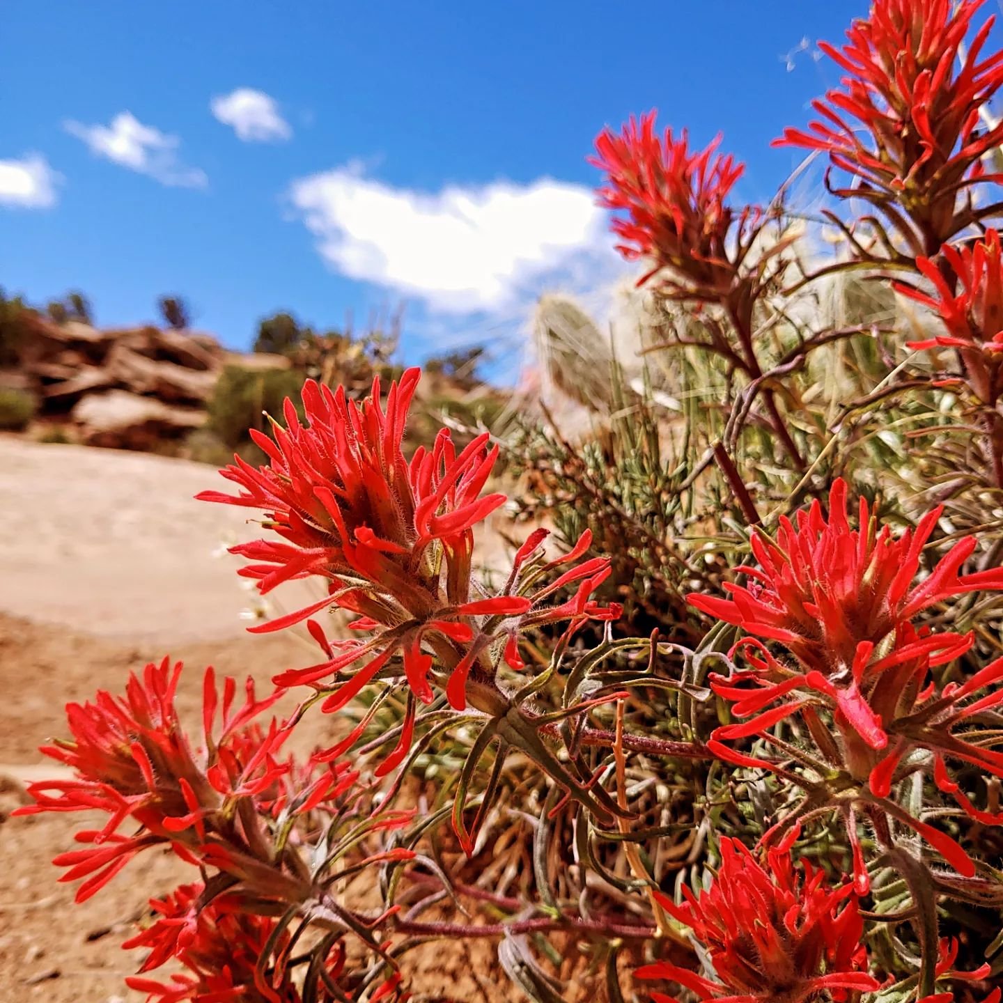 If you want to get lost in depth of field, this is the spot&hearts; 
Pictured here are some glorious Indian Paintbrush, with an immense ancient ocean bed below. It's like the Grand Canyon, but not. 

That white cap below is holdin' it all together. M