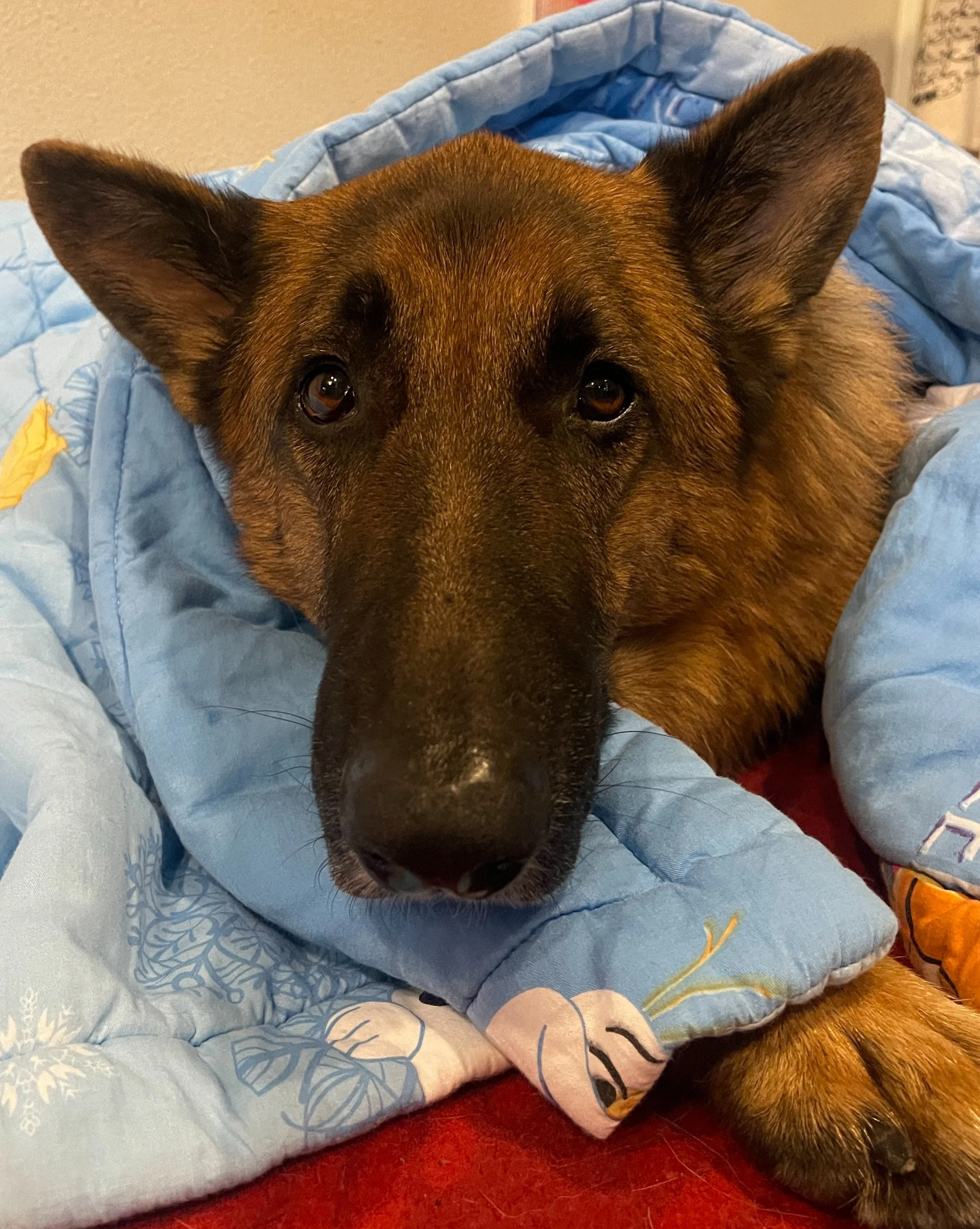 Home Remedy for Diarrhea in Dogs — MEET THE CHOWS