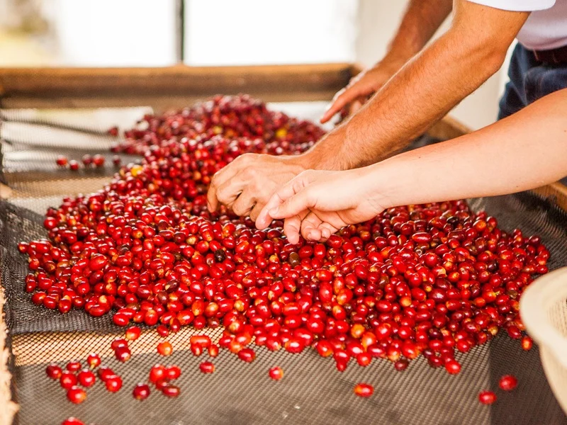 coffee-cherry-selection-el-vergel-estate-forest-coffee.png