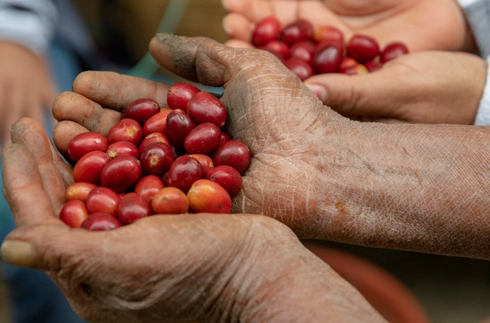 WhatsApp Image 2026-02-20 at 7.06.56 PM.jpeg