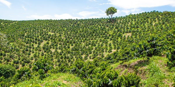 forest-coffee-el-vergel-estate-farm-coffee-plantation.png