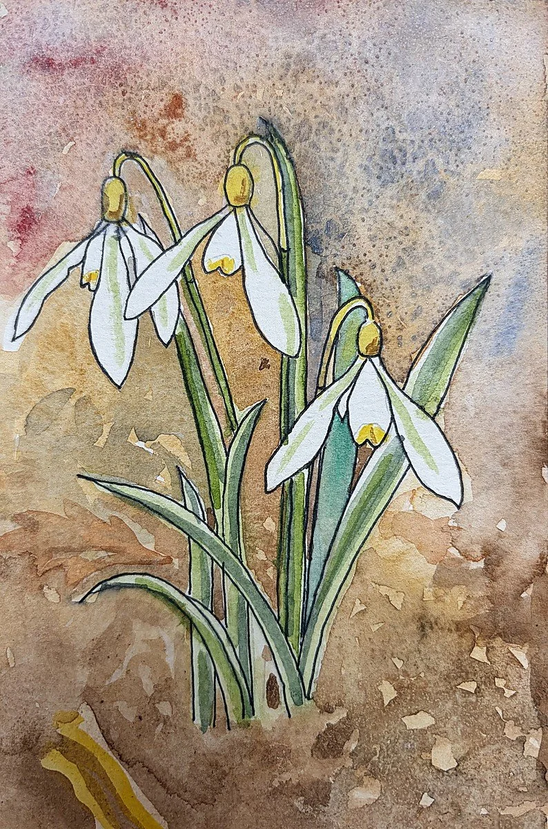  Snowdrops  
Watercolour 7"x6"