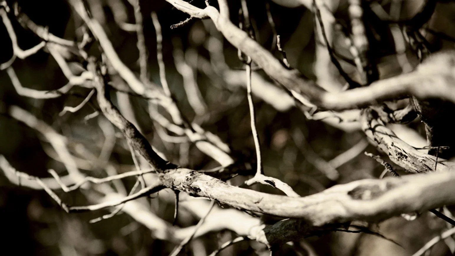 manzanita branches 35mm