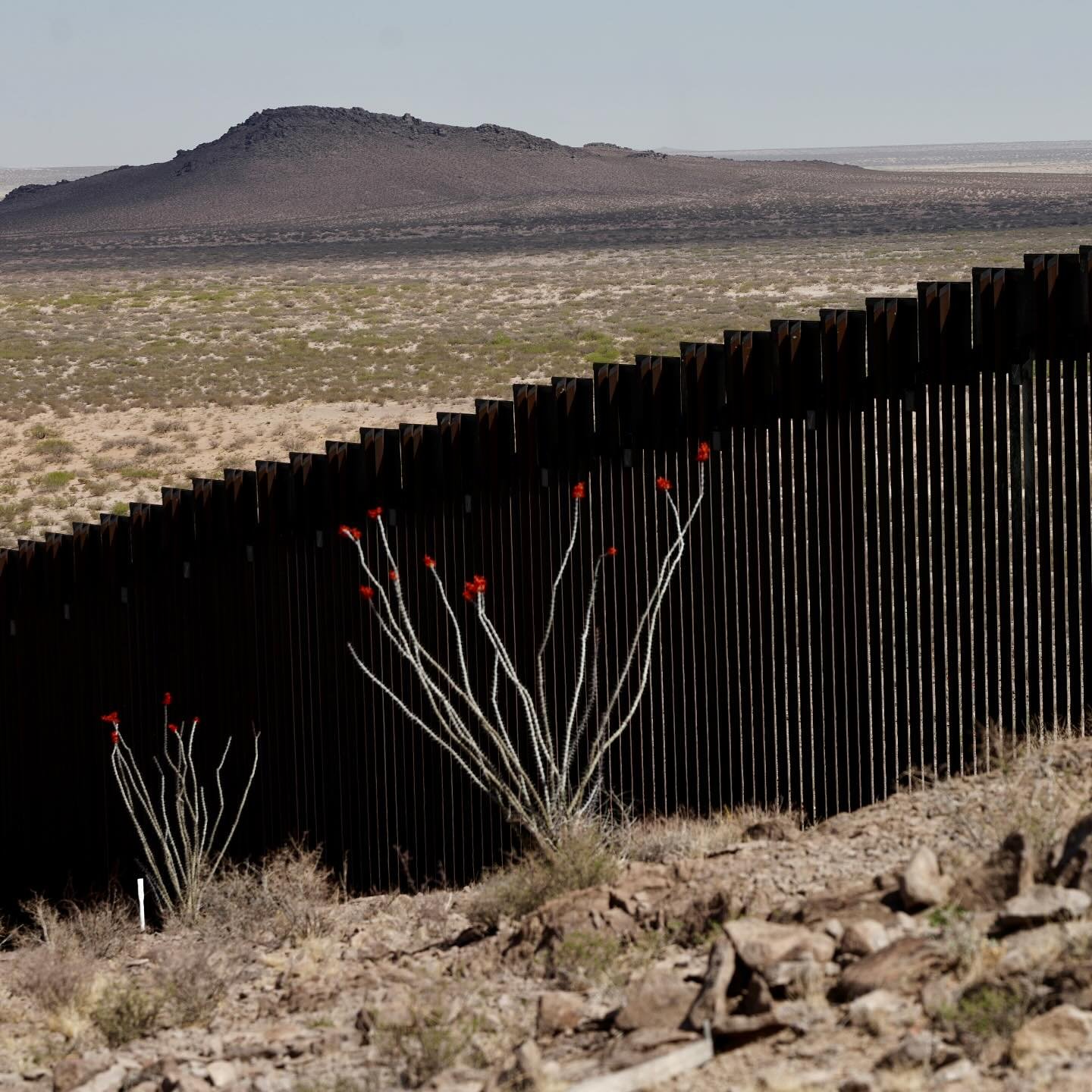 Ocotillo blossoms at the Wall.
#springinthedesert #usmexicoborder #borderlands #ocotilloblossoms #lauriesmithphoto