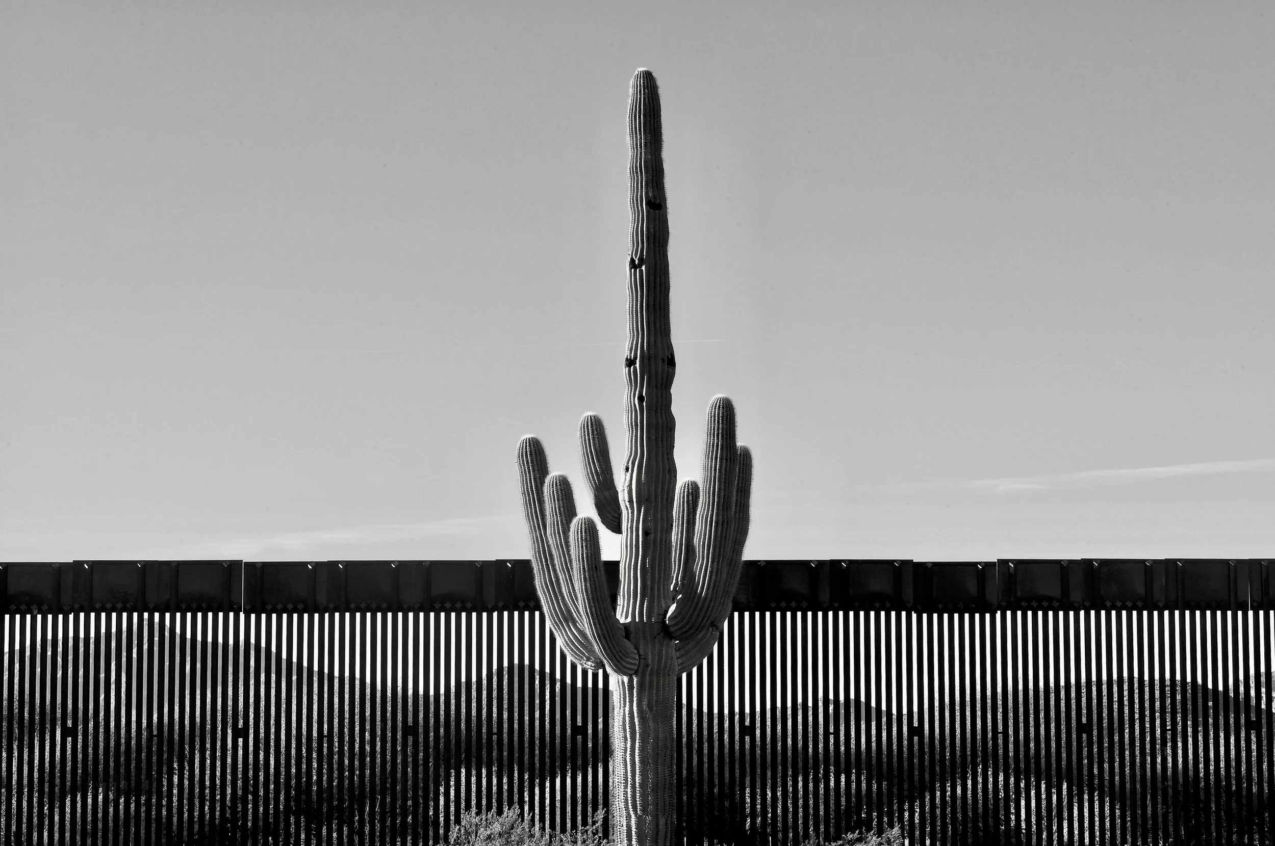 Saguaro at the Wall, 2020, Arizona-Mexico border.jpeg