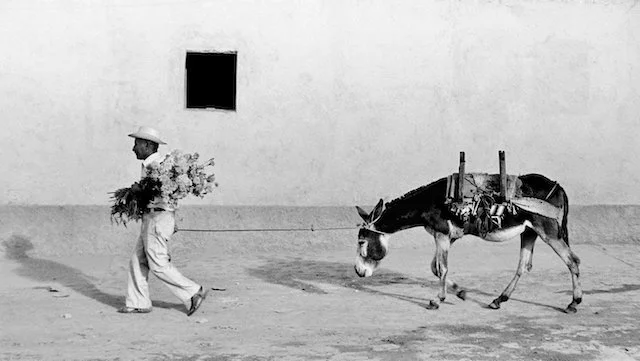 Man with Burro Teotitland del Valle Oaxaca.jpeg