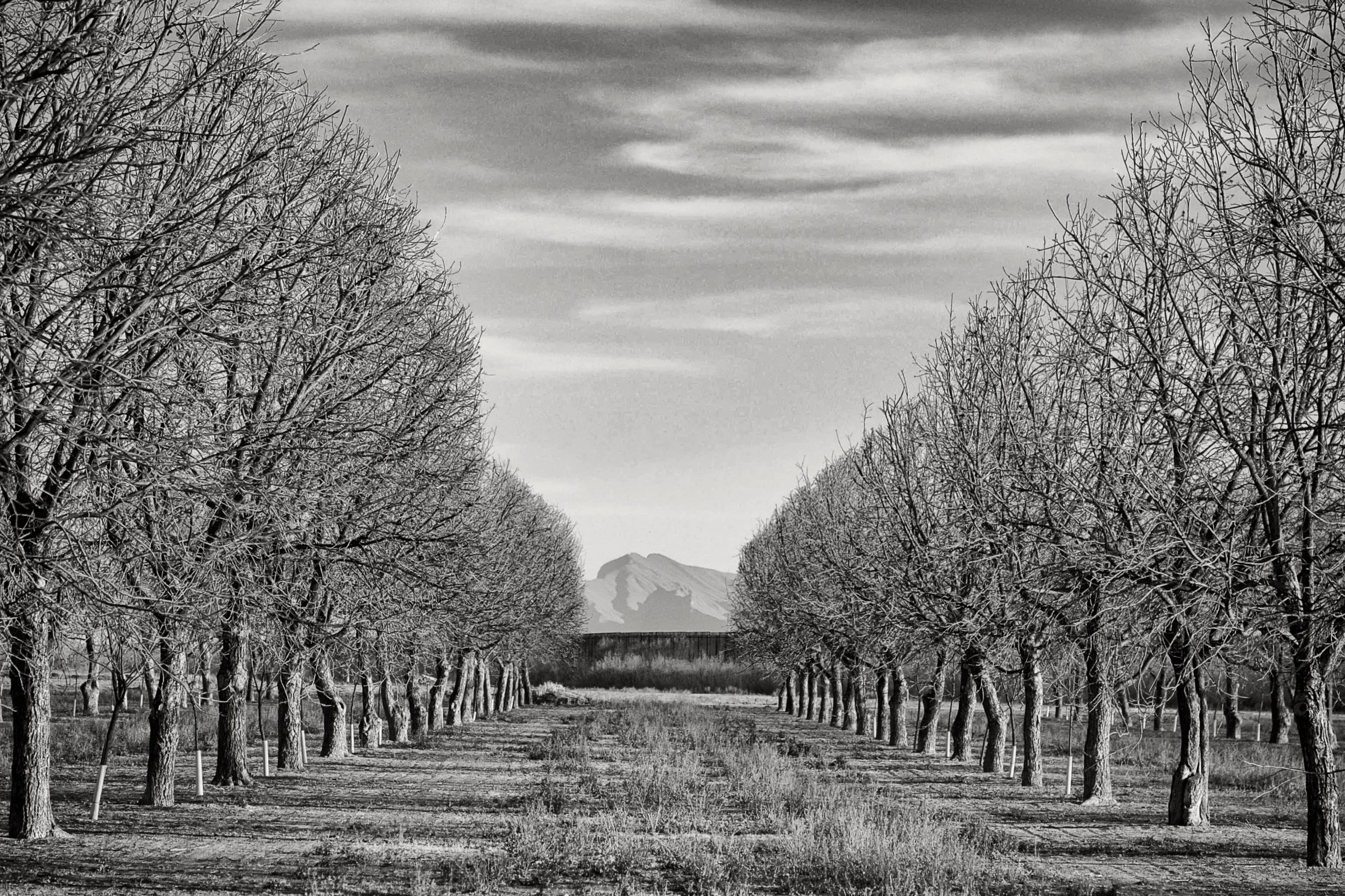 Pecan Grove at the Wall_Fabens, TX 2018.jpeg